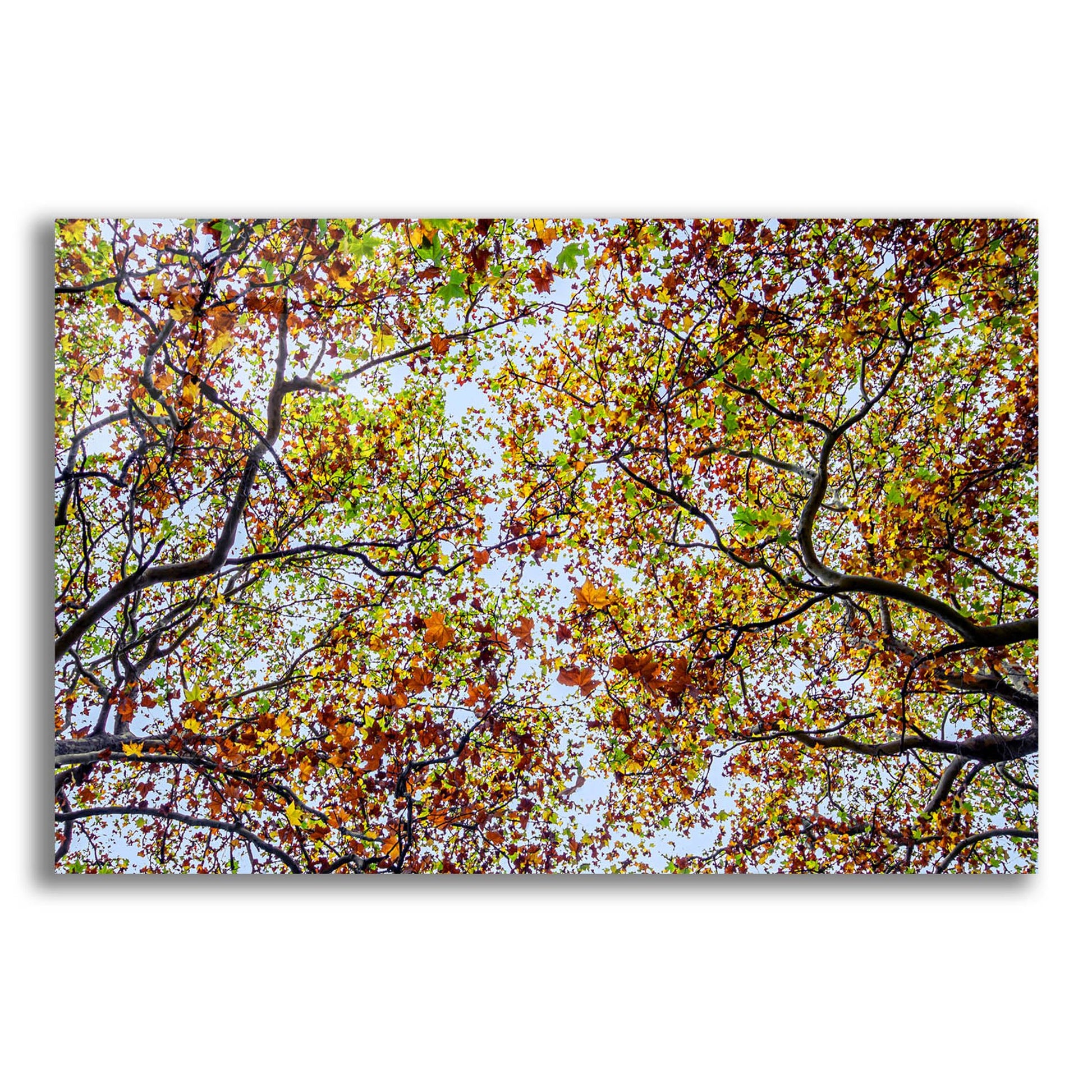 Epic Art 'Autumn Colors' by SD Smart, Acrylic Glass Wall Art,24x16