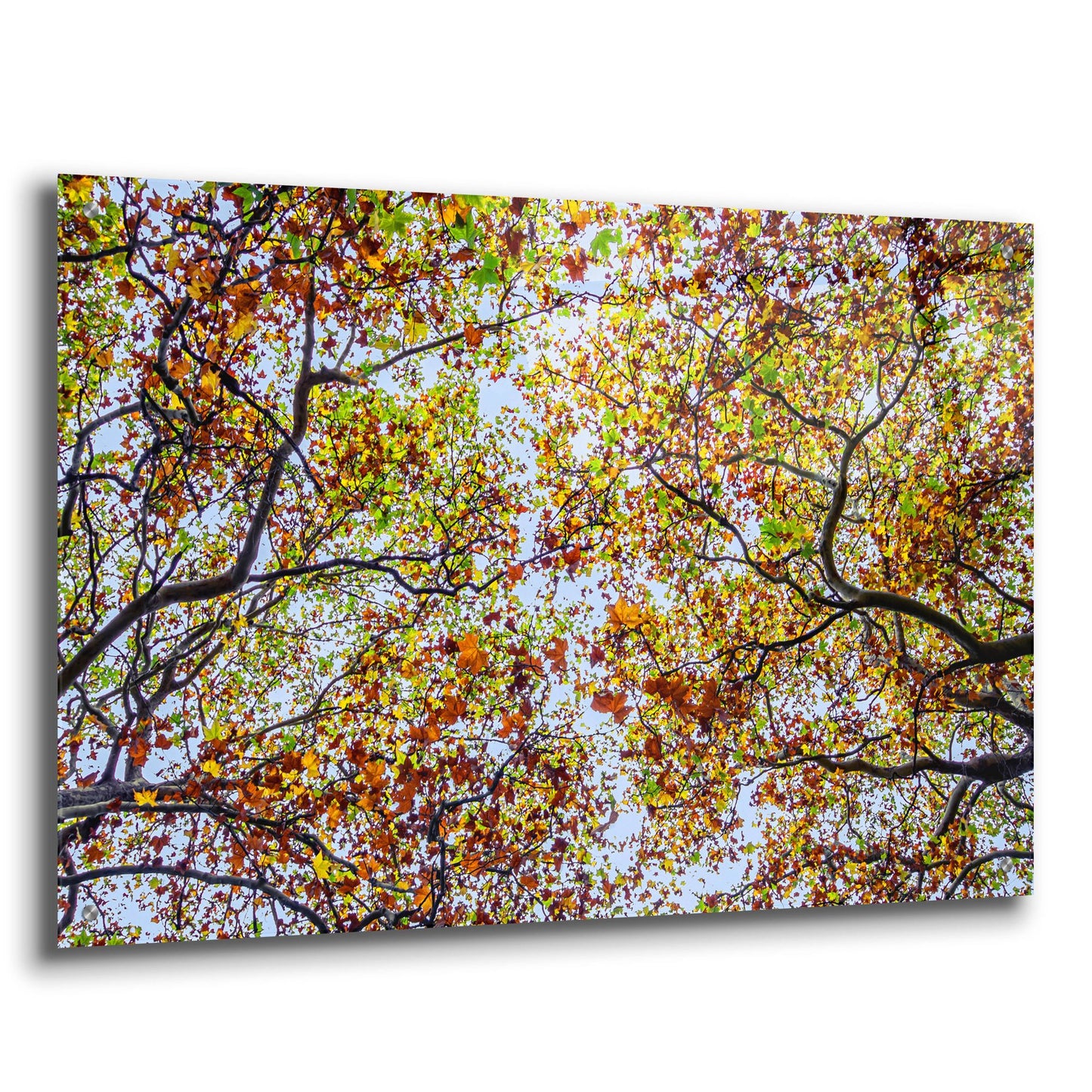 Epic Art 'Autumn Colors' by SD Smart, Acrylic Glass Wall Art,36x24