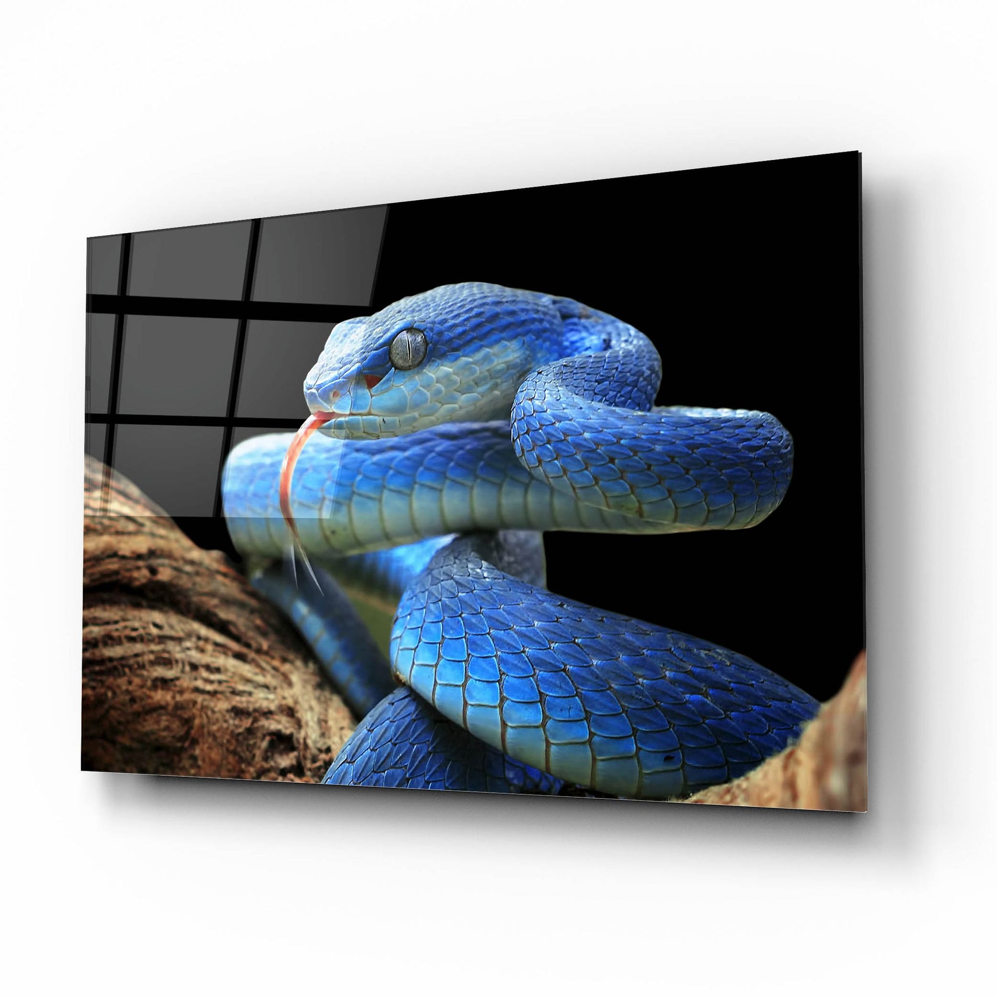 Epic Art 'Blue Viper Snake' by Epic Portfolio, Acrylic Glass Wall Art,16x12