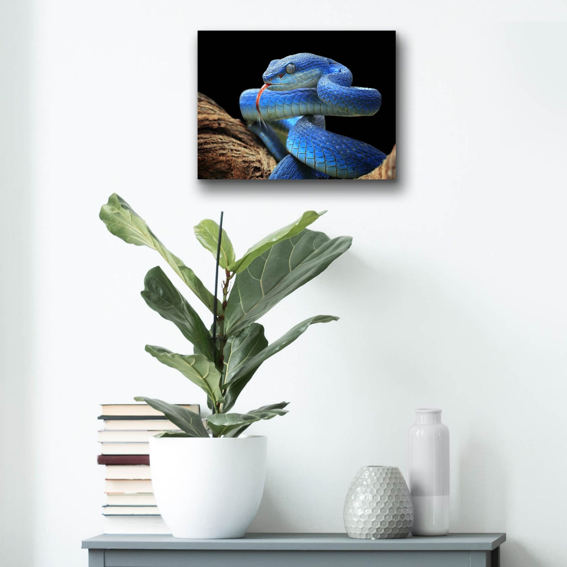 Epic Art 'Blue Viper Snake' by Epic Portfolio, Acrylic Glass Wall Art,16x12