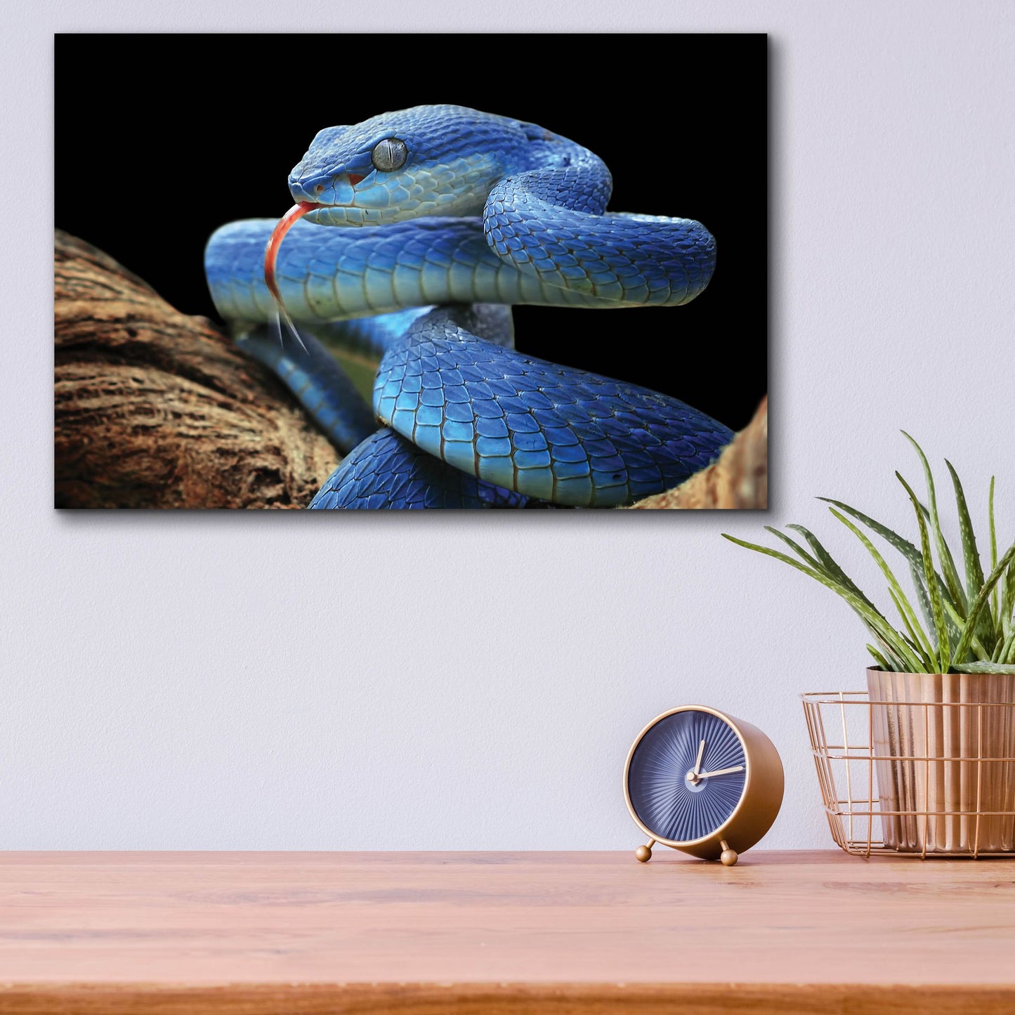 Epic Art 'Blue Viper Snake' by Epic Portfolio, Acrylic Glass Wall Art,16x12