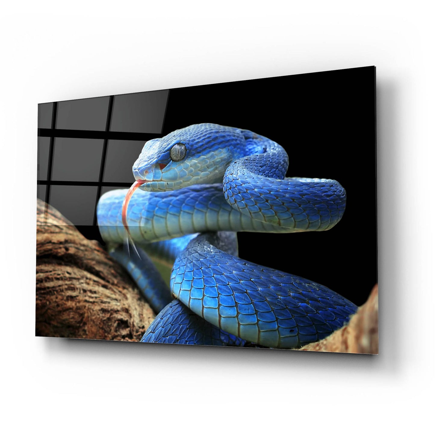 Epic Art 'Blue Viper Snake' by Epic Portfolio, Acrylic Glass Wall Art,24x16