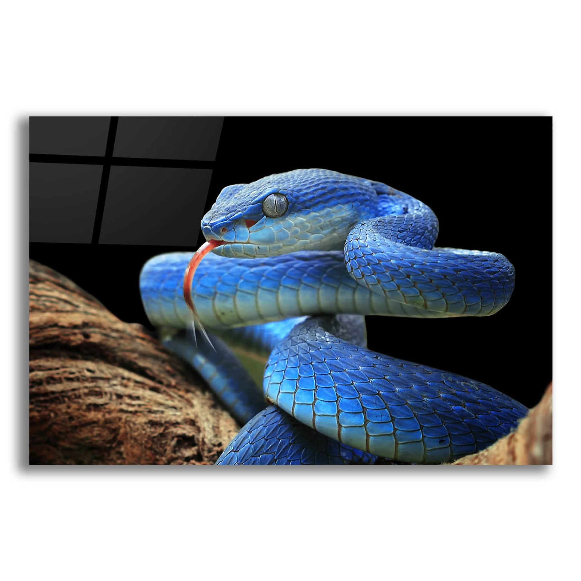 Epic Art 'Blue Viper Snake' by Epic Portfolio, Acrylic Glass Wall Art,24x16