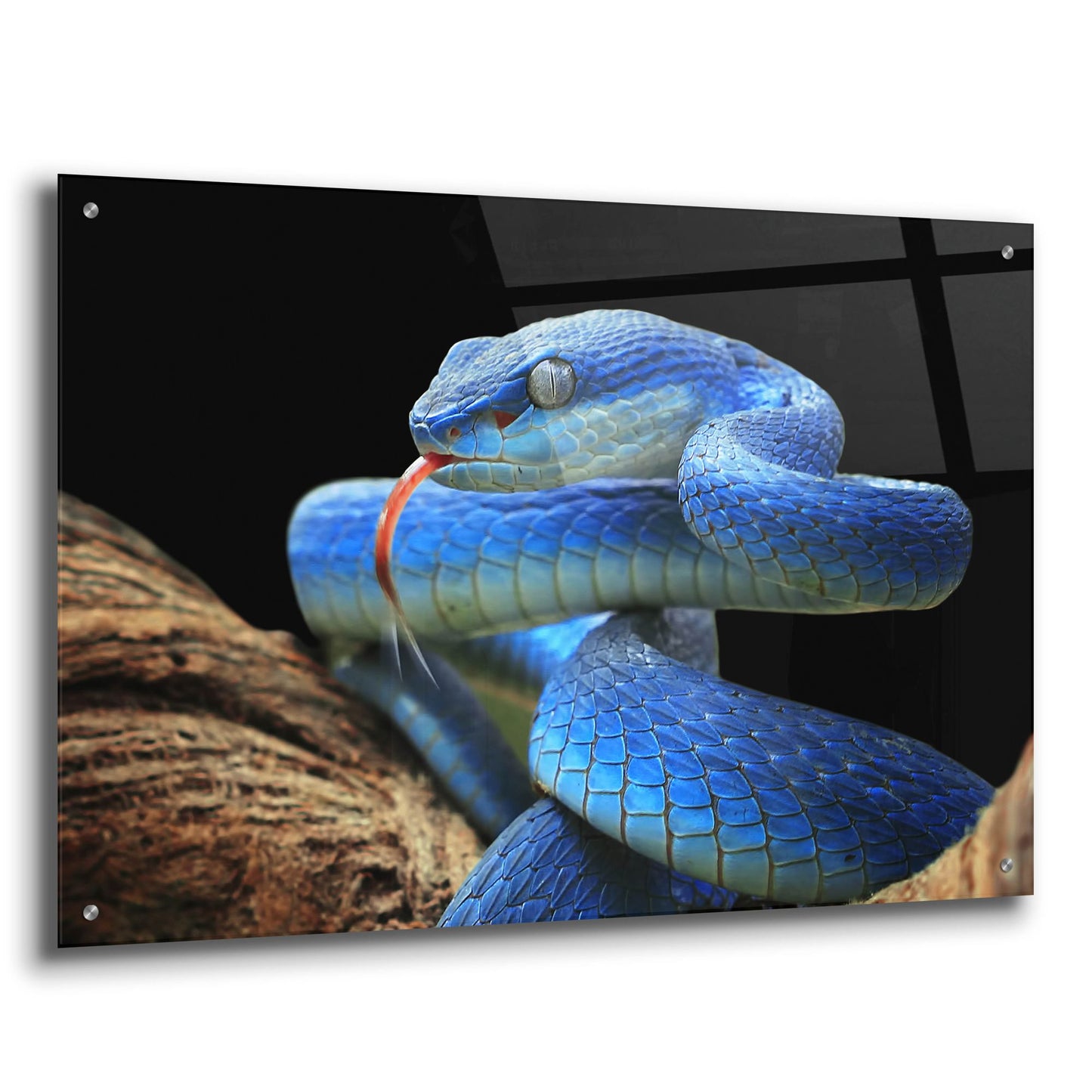 Epic Art 'Blue Viper Snake' by Epic Portfolio, Acrylic Glass Wall Art,36x24