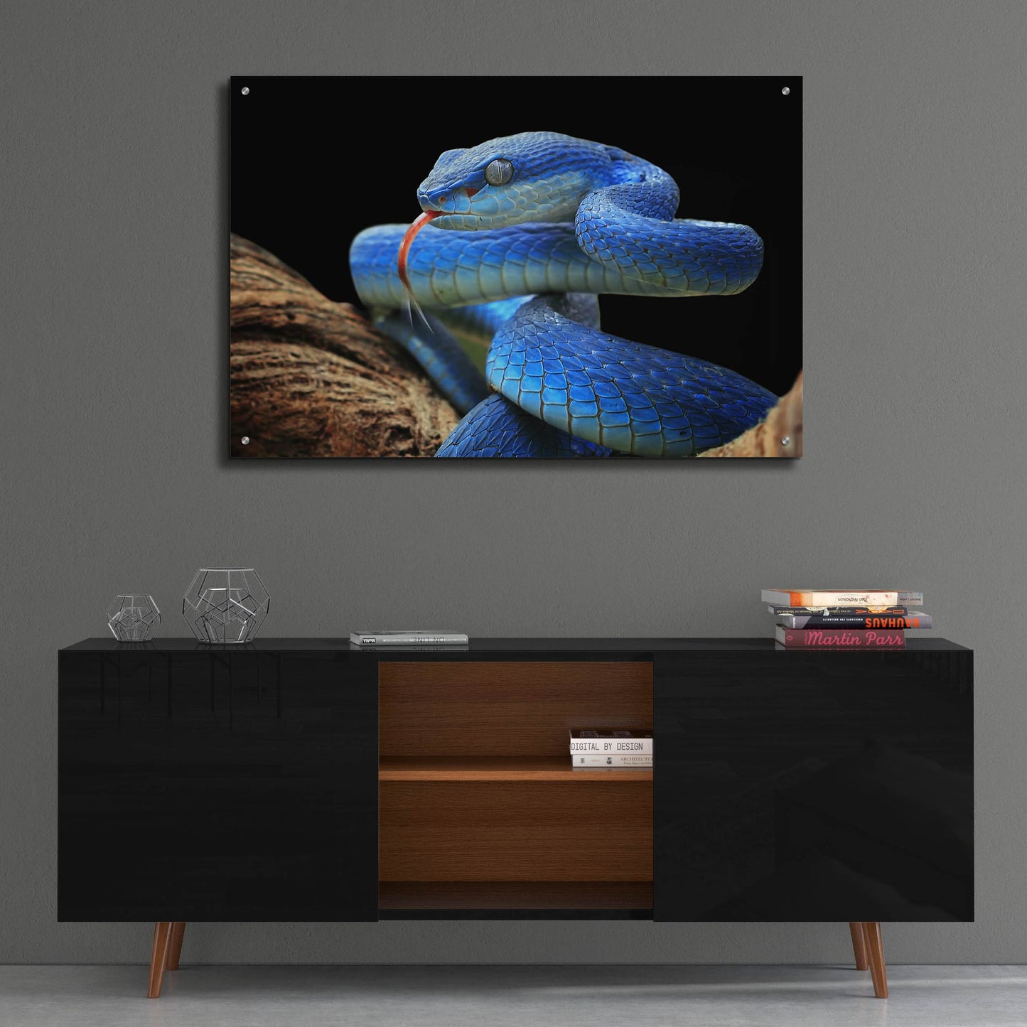 Epic Art 'Blue Viper Snake' by Epic Portfolio, Acrylic Glass Wall Art,36x24