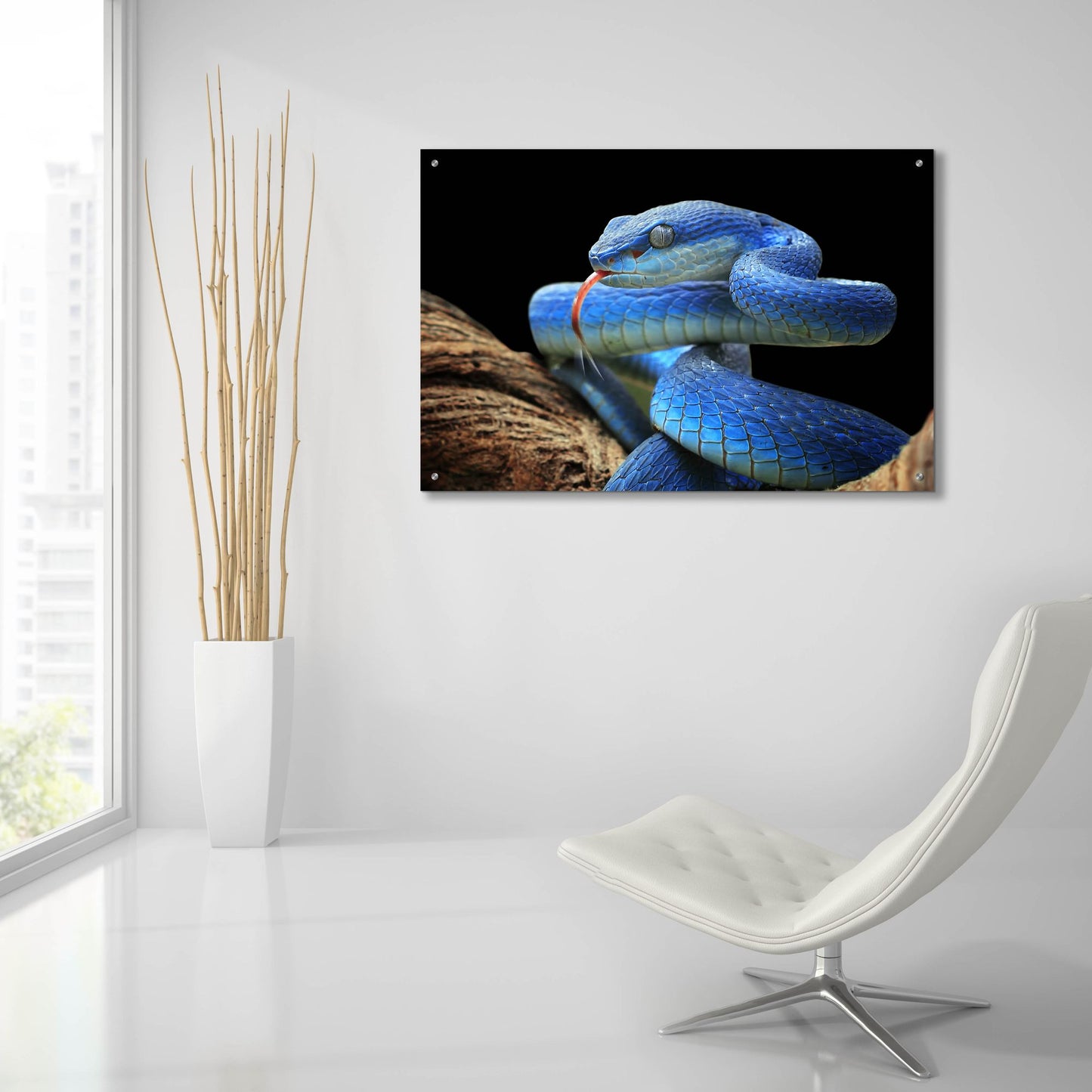 Epic Art 'Blue Viper Snake' by Epic Portfolio, Acrylic Glass Wall Art,36x24