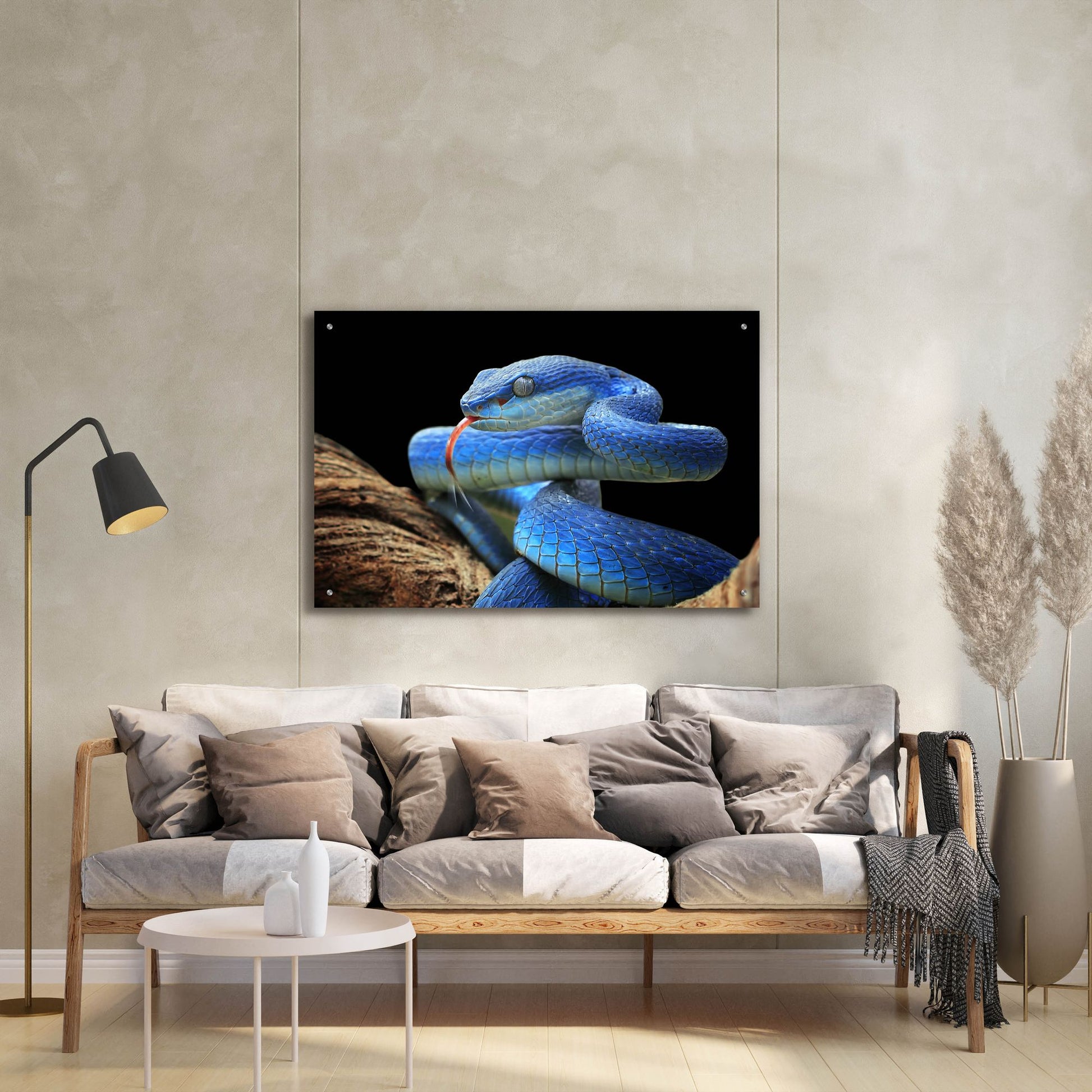 Epic Art 'Blue Viper Snake' by Epic Portfolio, Acrylic Glass Wall Art,36x24