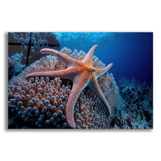 Epic Art 'Coral Starfish' by Epic Portfolio, Acrylic Glass Wall Art