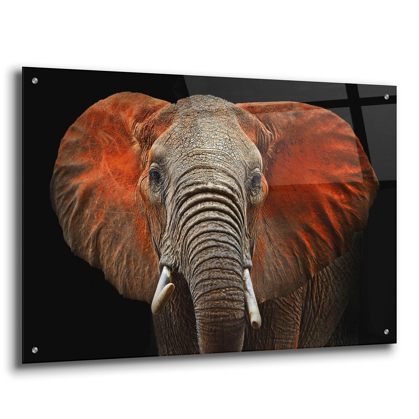 Epic Art 'Fire Elephant' by Epic Portfolio, Acrylic Glass Wall Art,36x24