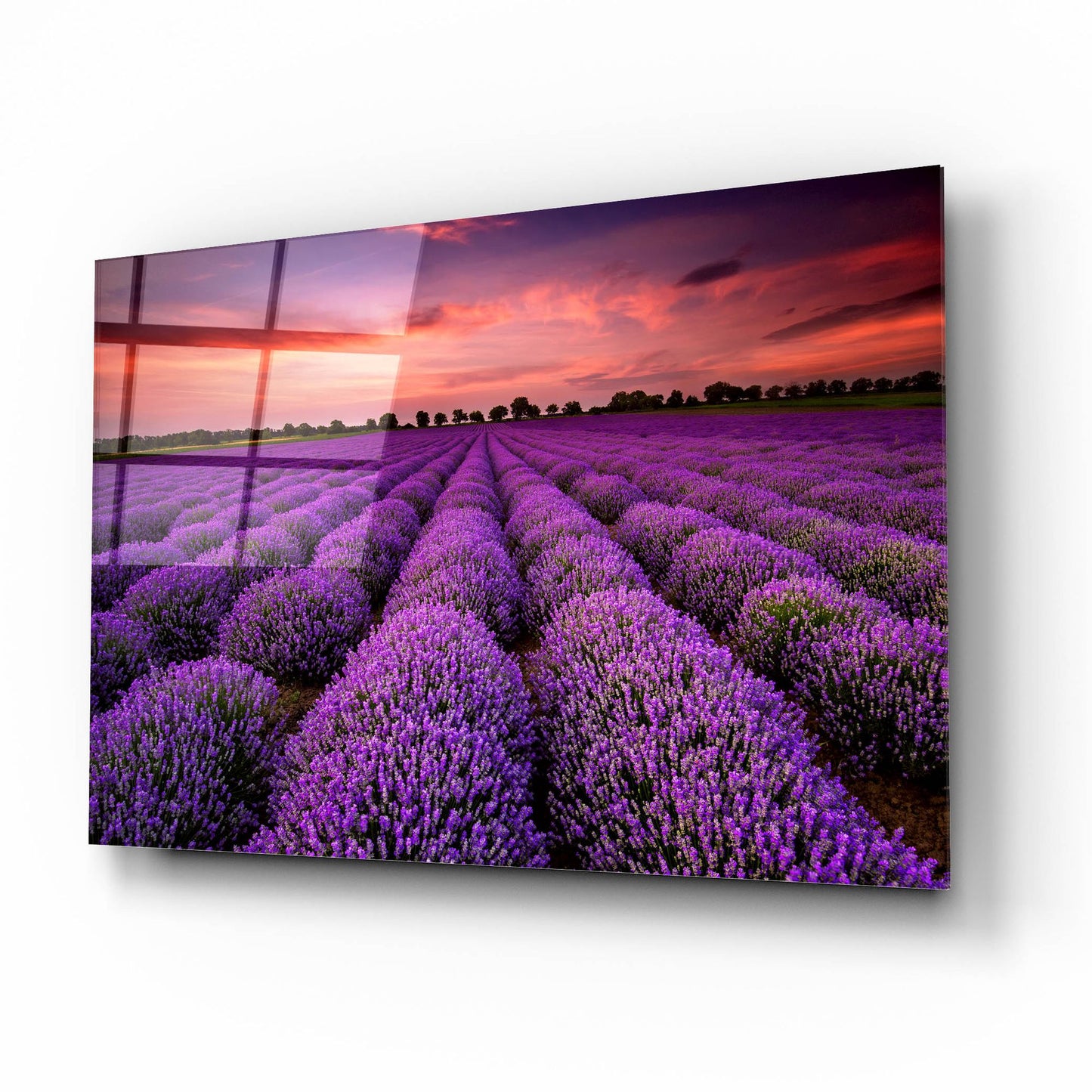 Epic Art 'Lavender Fields' by Epic Portfolio, Acrylic Glass Wall Art,16x12