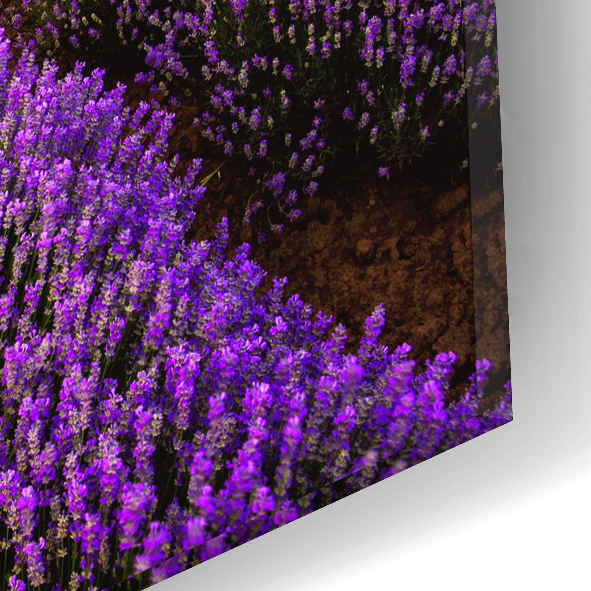 Epic Art 'Lavender Fields' by Epic Portfolio, Acrylic Glass Wall Art,16x12