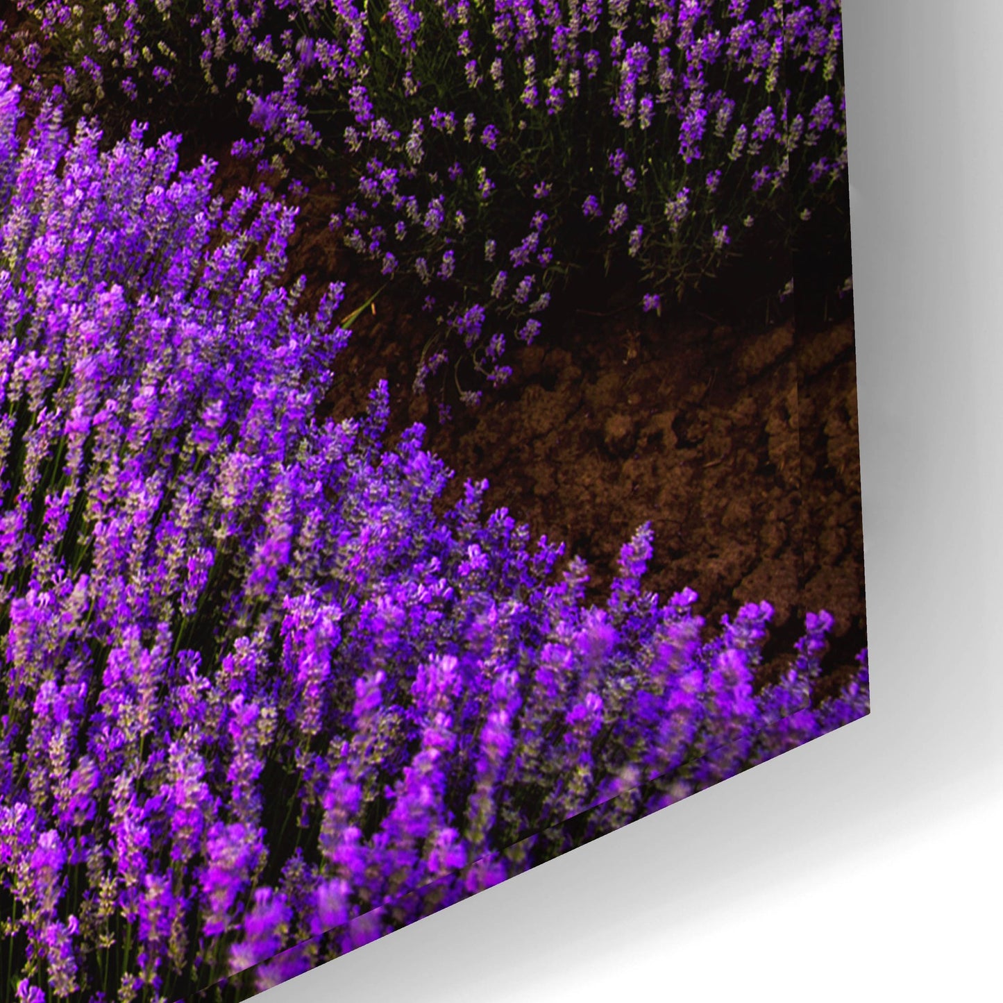 Epic Art 'Lavender Fields' by Epic Portfolio, Acrylic Glass Wall Art,24x16