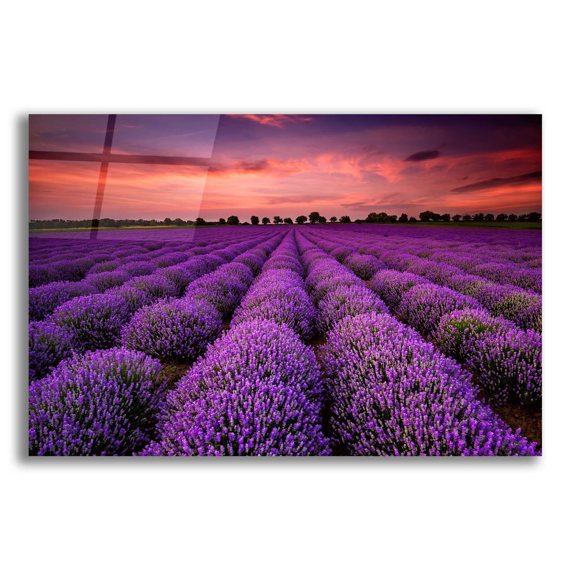 Epic Art 'Lavender Fields' by Epic Portfolio, Acrylic Glass Wall Art,24x16