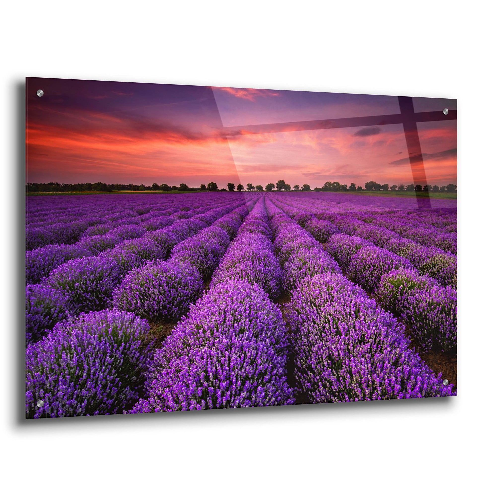 Epic Art 'Lavender Fields' by Epic Portfolio, Acrylic Glass Wall Art,36x24