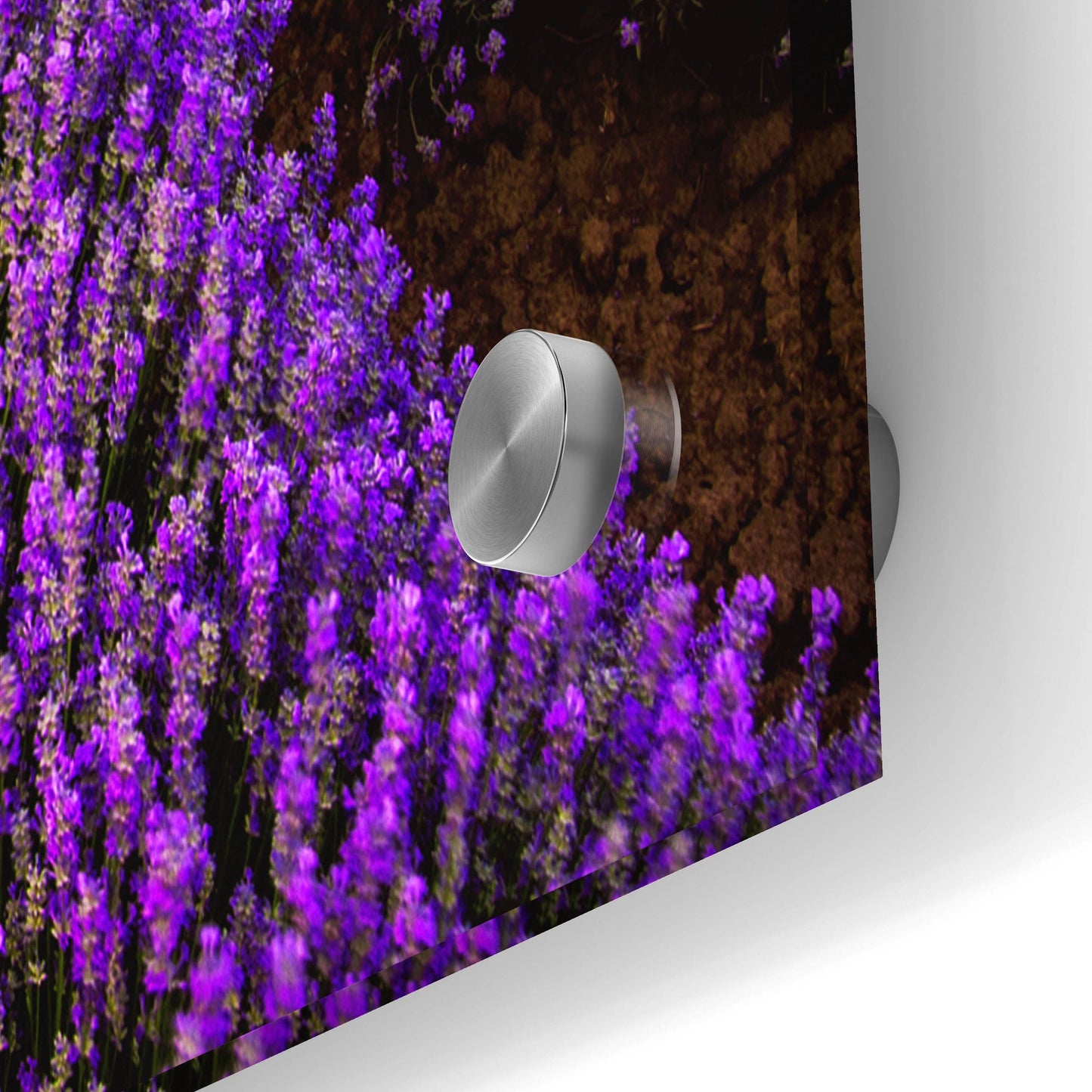 Epic Art 'Lavender Fields' by Epic Portfolio, Acrylic Glass Wall Art,36x24