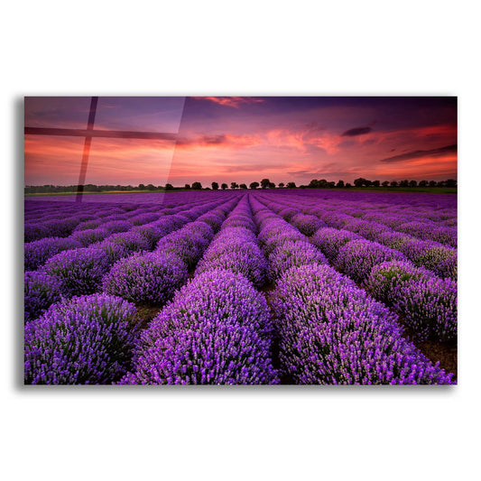 Epic Art 'Lavender Fields' by Epic Portfolio, Acrylic Glass Wall Art