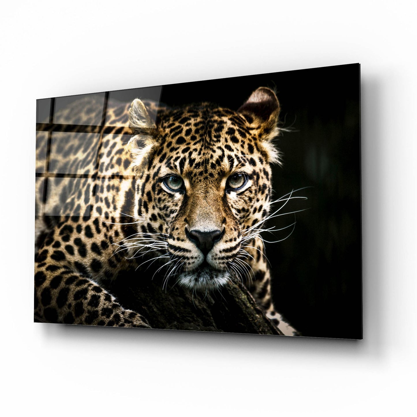 Epic Art 'Leopard on the Hunt' by Epic Portfolio, Acrylic Glass Wall Art,16x12