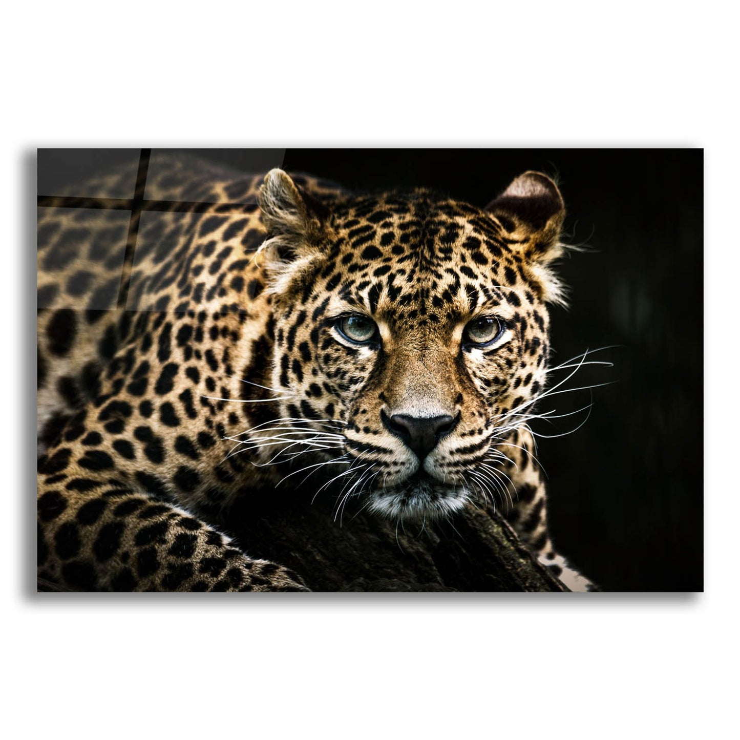 Epic Art 'Leopard on the Hunt' by Epic Portfolio, Acrylic Glass Wall Art,24x16