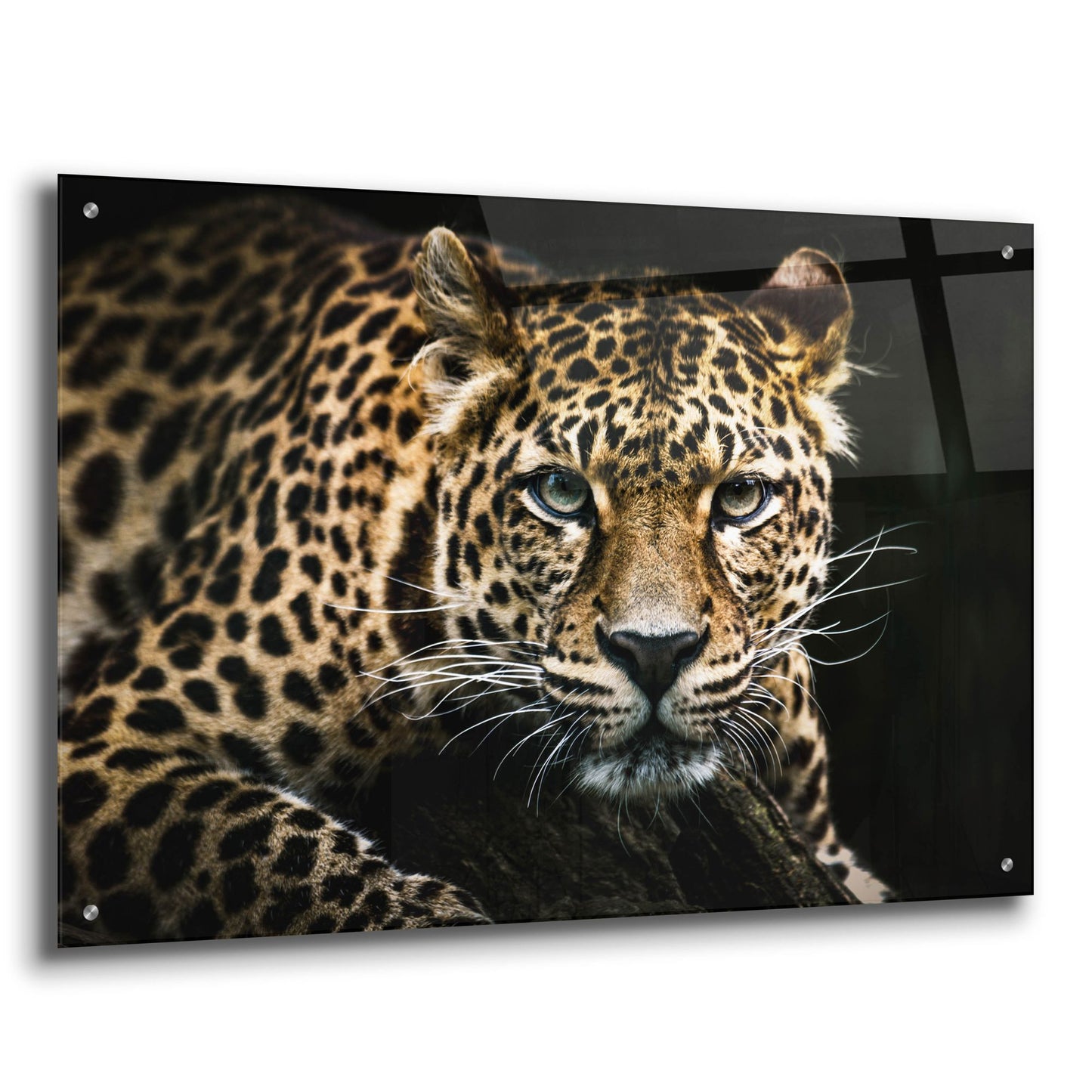 Epic Art 'Leopard on the Hunt' by Epic Portfolio, Acrylic Glass Wall Art,36x24