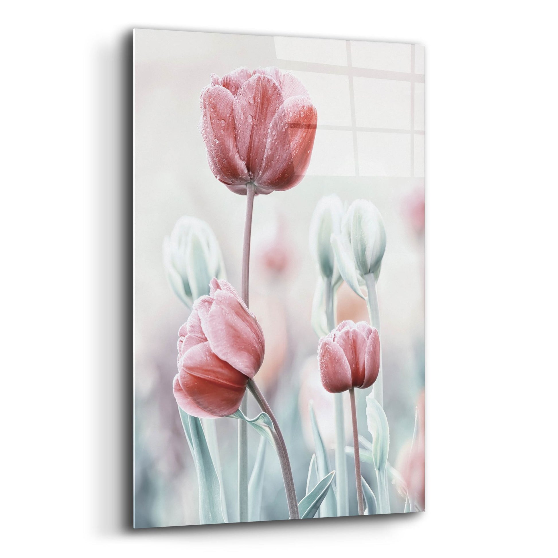 Epic Art 'Pink and White Tulips' by Epic Portfolio, Acrylic Glass Wall Art,12x16