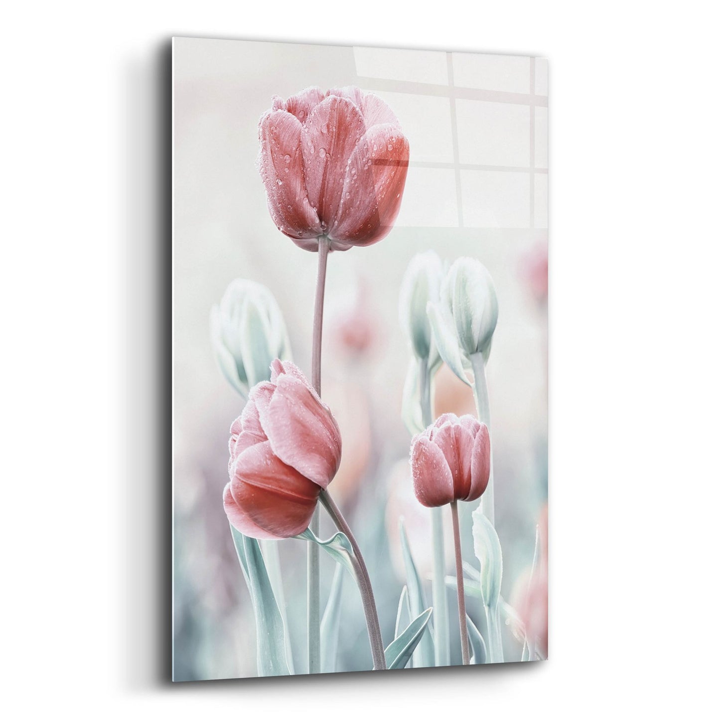 Epic Art 'Pink and White Tulips' by Epic Portfolio, Acrylic Glass Wall Art,16x24