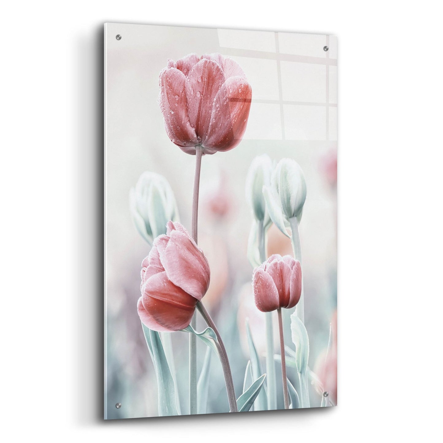 Epic Art 'Pink and White Tulips' by Epic Portfolio, Acrylic Glass Wall Art,24x36