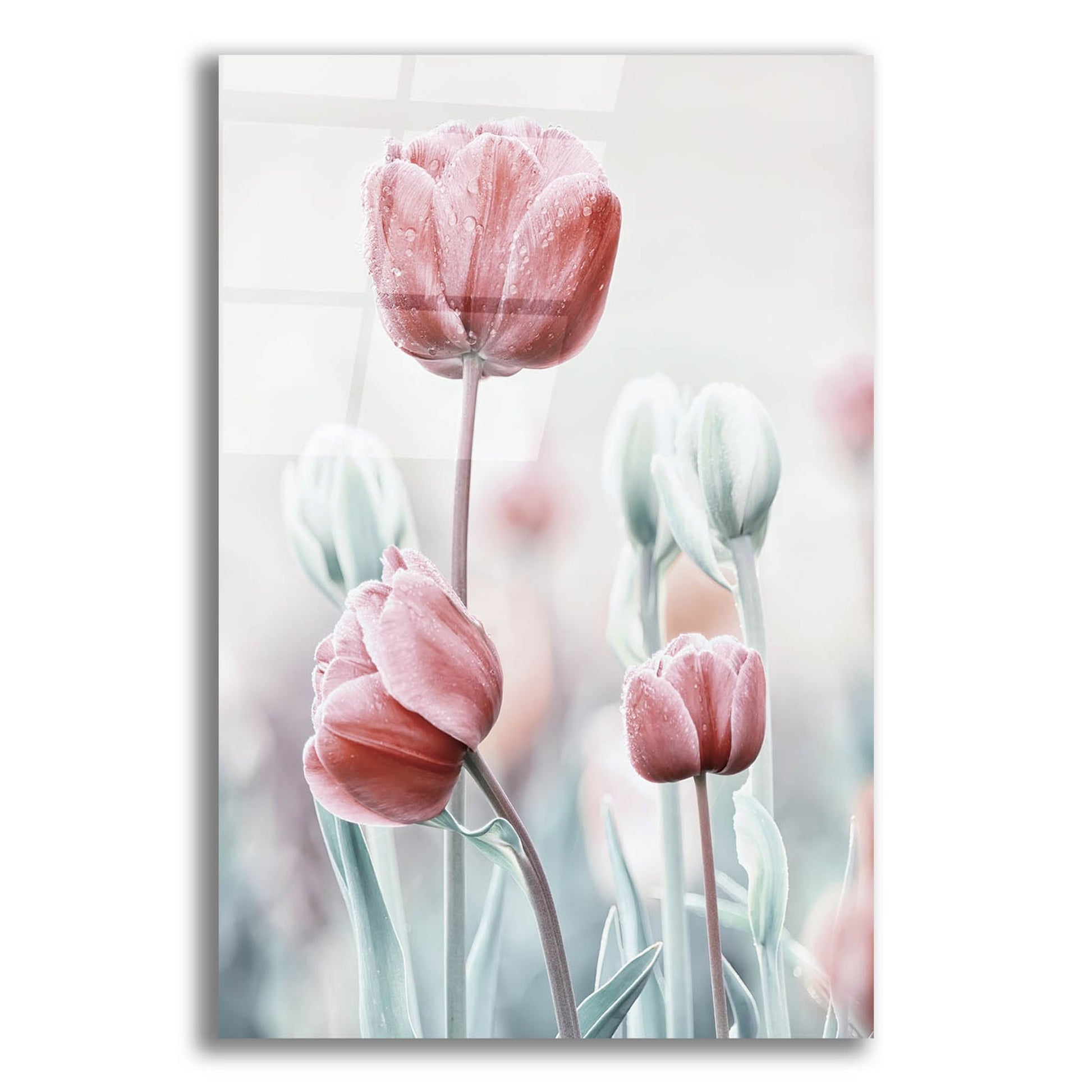 Epic Art 'Pink and White Tulips' by Epic Portfolio, Acrylic Glass Wall Art