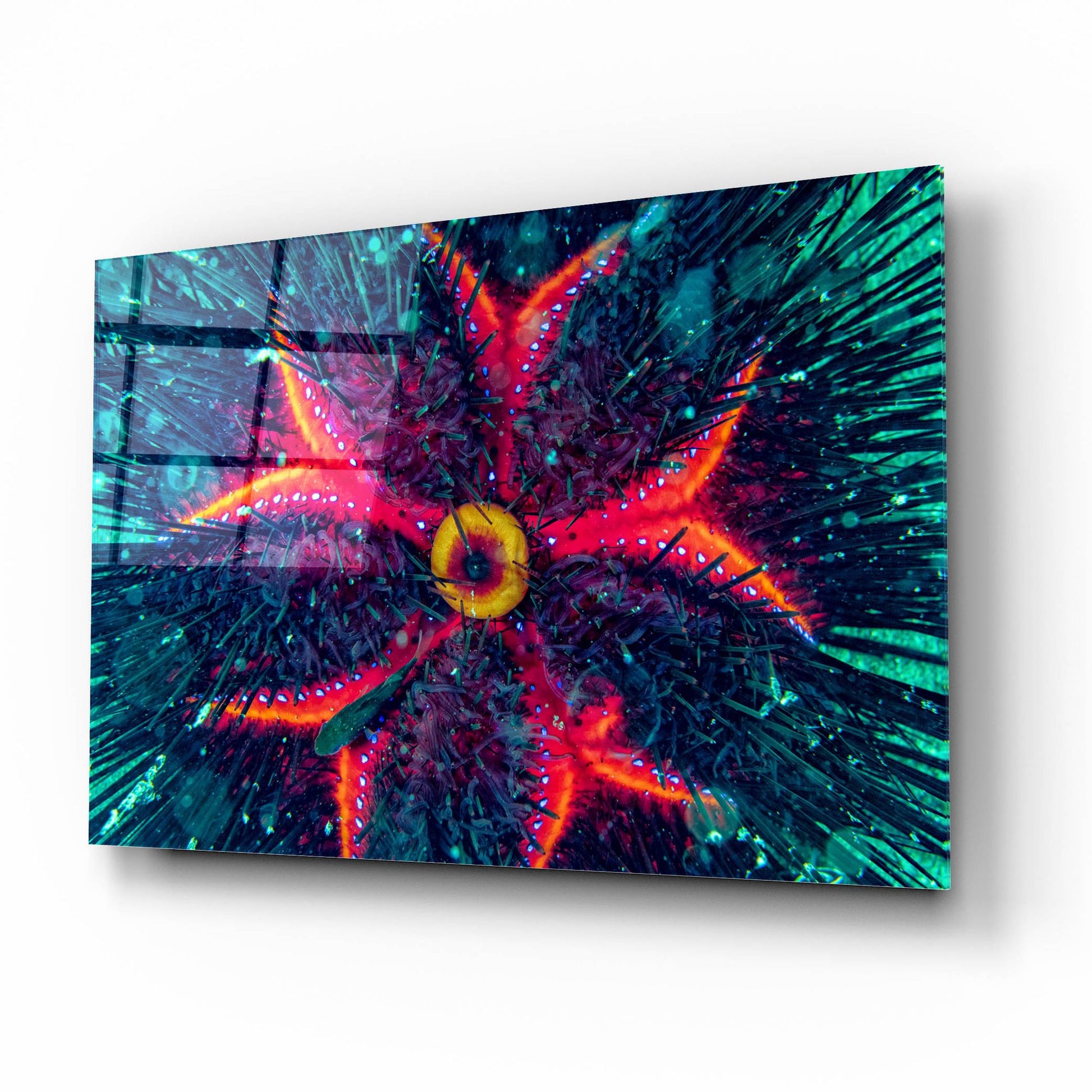 Epic Art 'Sea Urchin Underwater' by Epic Portfolio, Acrylic Glass Wall Art,16x12