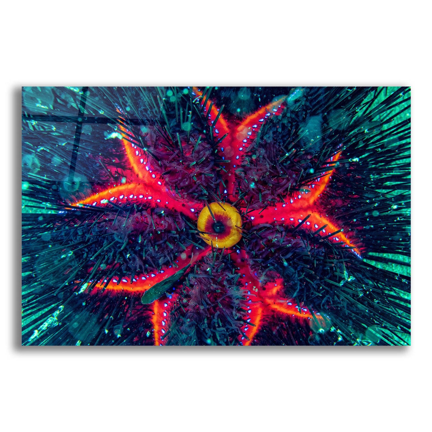 Epic Art 'Sea Urchin Underwater' by Epic Portfolio, Acrylic Glass Wall Art,24x16