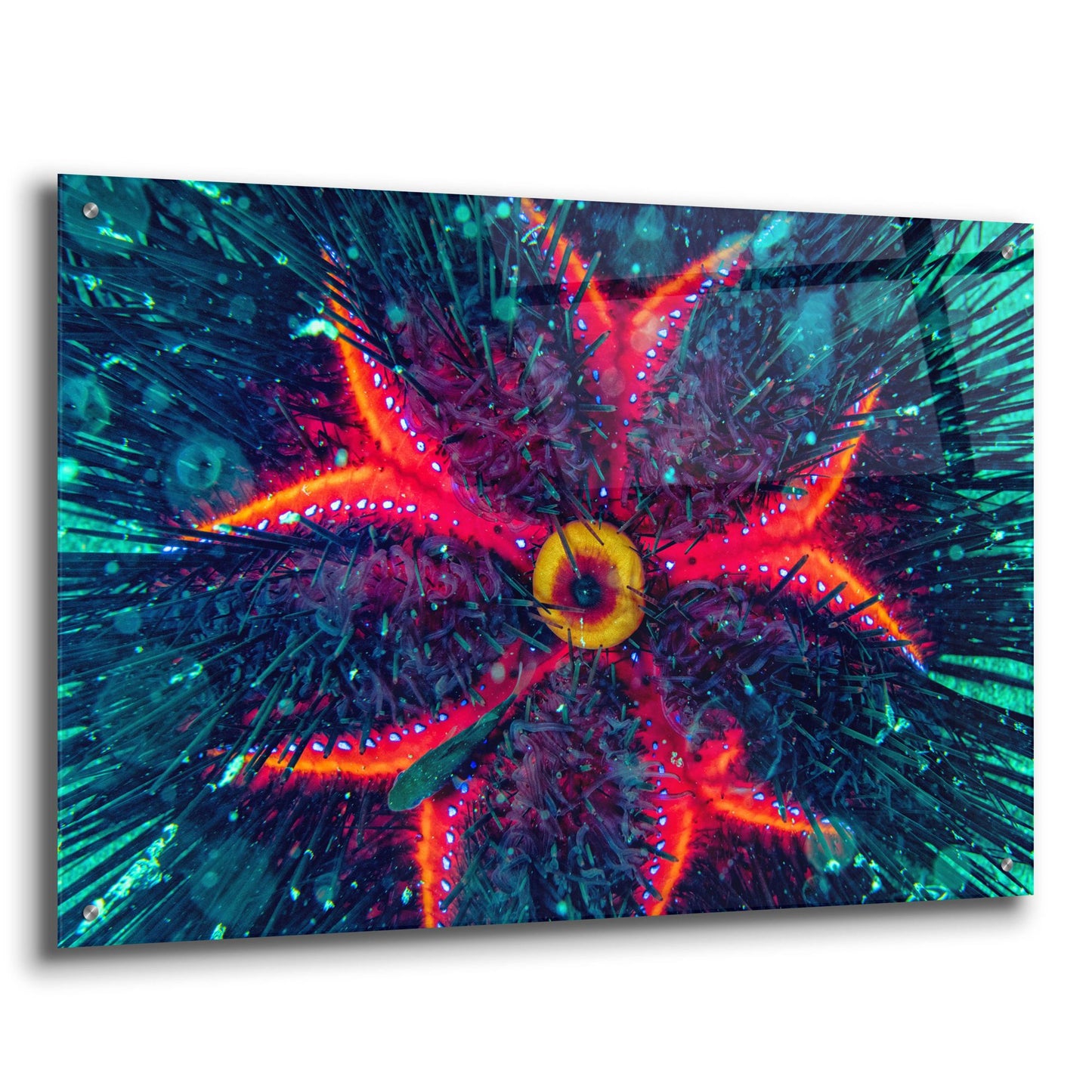 Epic Art 'Sea Urchin Underwater' by Epic Portfolio, Acrylic Glass Wall Art,36x24