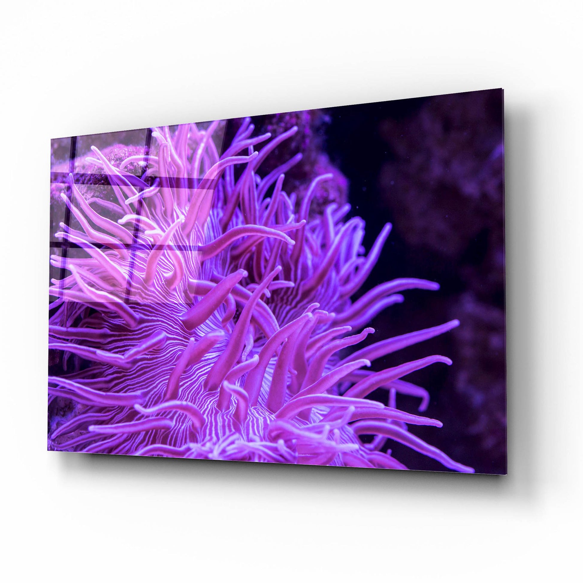 Epic Art 'Striped Long Tentacle Anemone' by Epic Portfolio, Acrylic Glass Wall Art,16x12