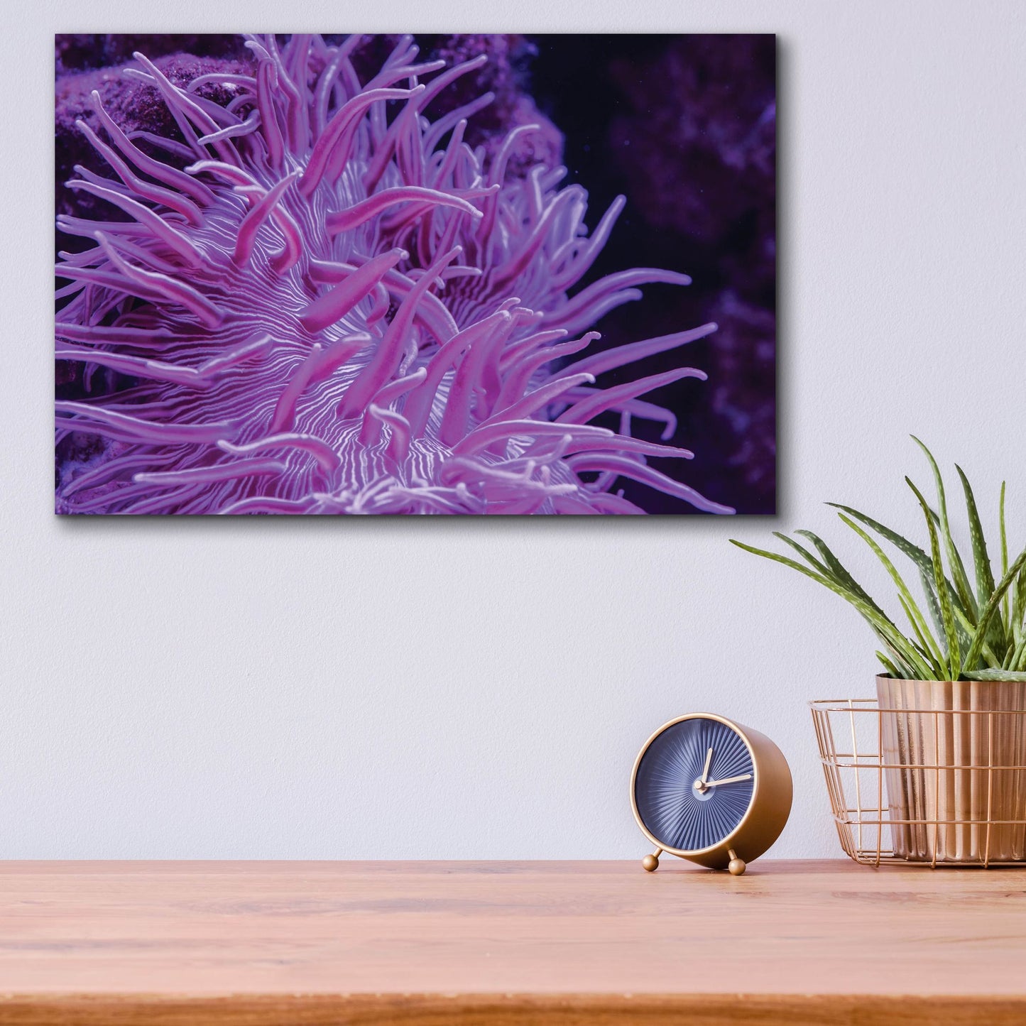 Epic Art 'Striped Long Tentacle Anemone' by Epic Portfolio, Acrylic Glass Wall Art,16x12