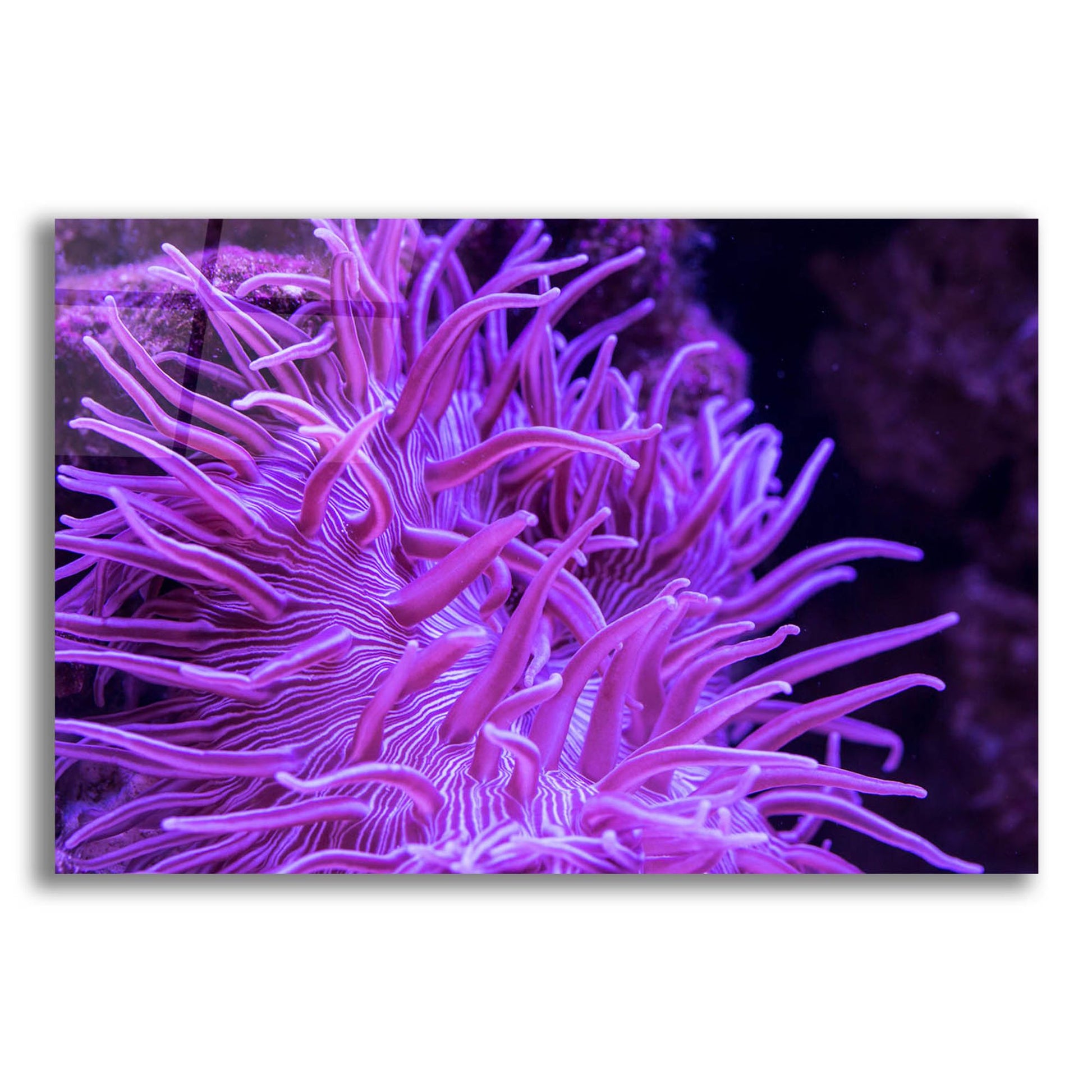 Epic Art 'Striped Long Tentacle Anemone' by Epic Portfolio, Acrylic Glass Wall Art,24x16