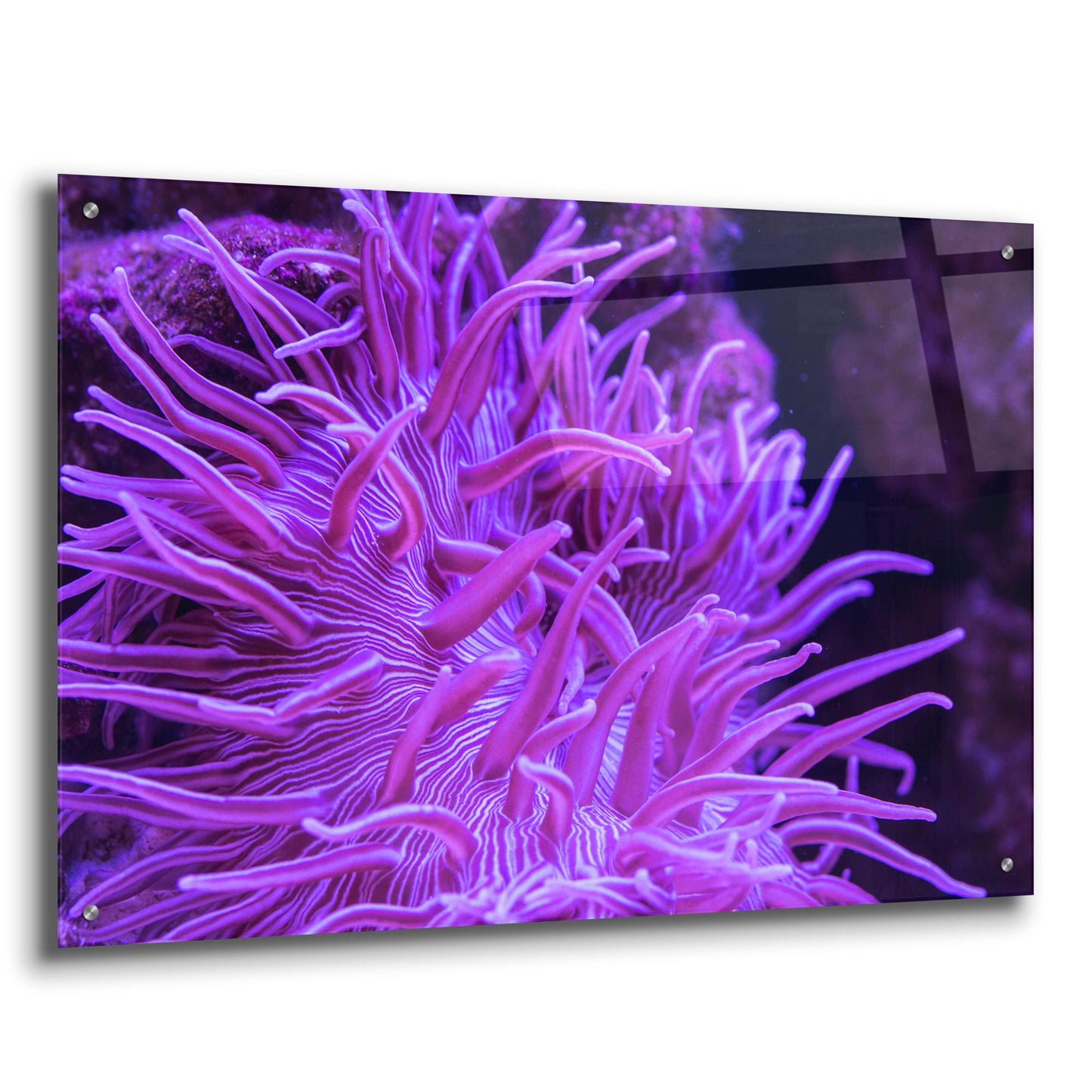 Epic Art 'Striped Long Tentacle Anemone' by Epic Portfolio, Acrylic Glass Wall Art,36x24