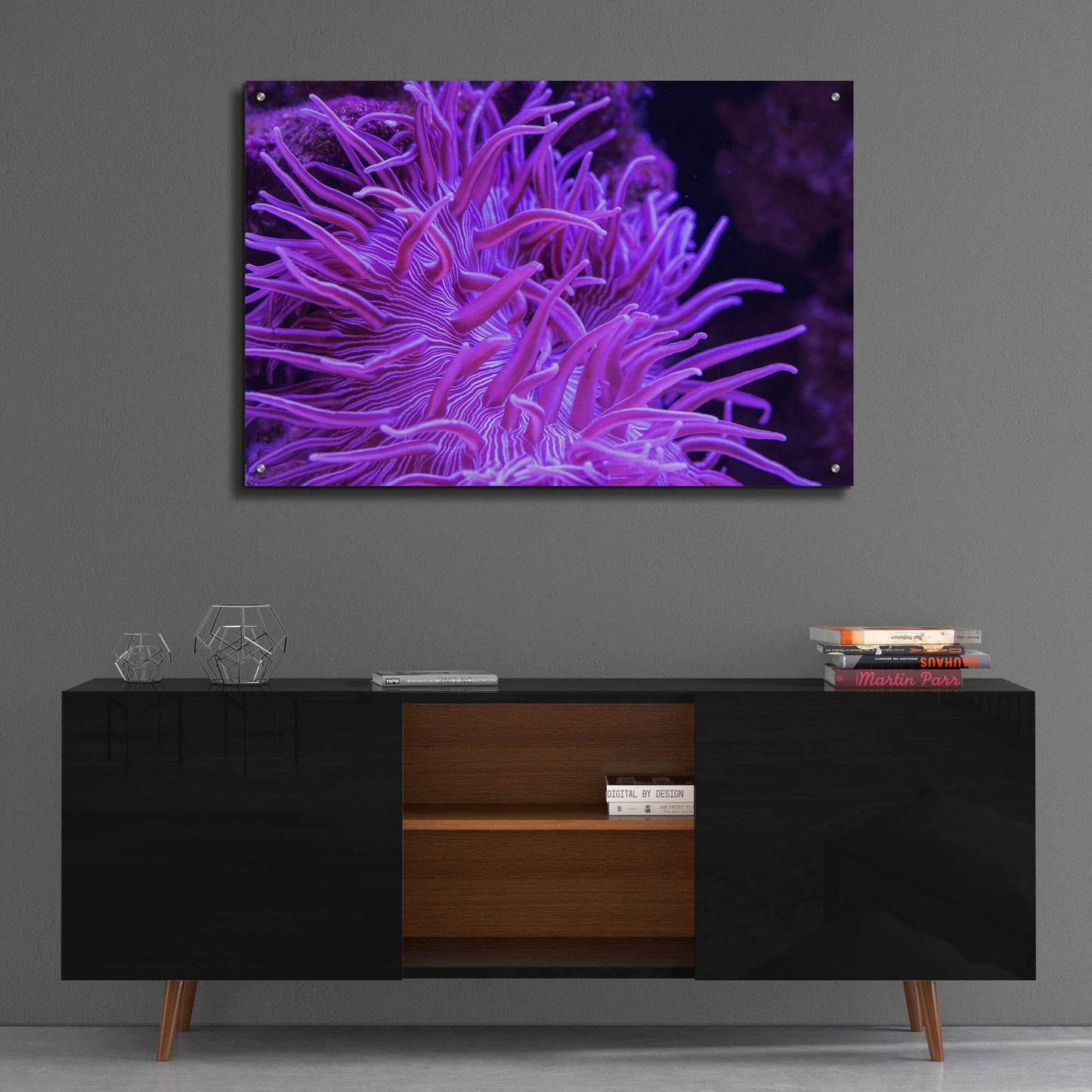 Epic Art 'Striped Long Tentacle Anemone' by Epic Portfolio, Acrylic Glass Wall Art,36x24