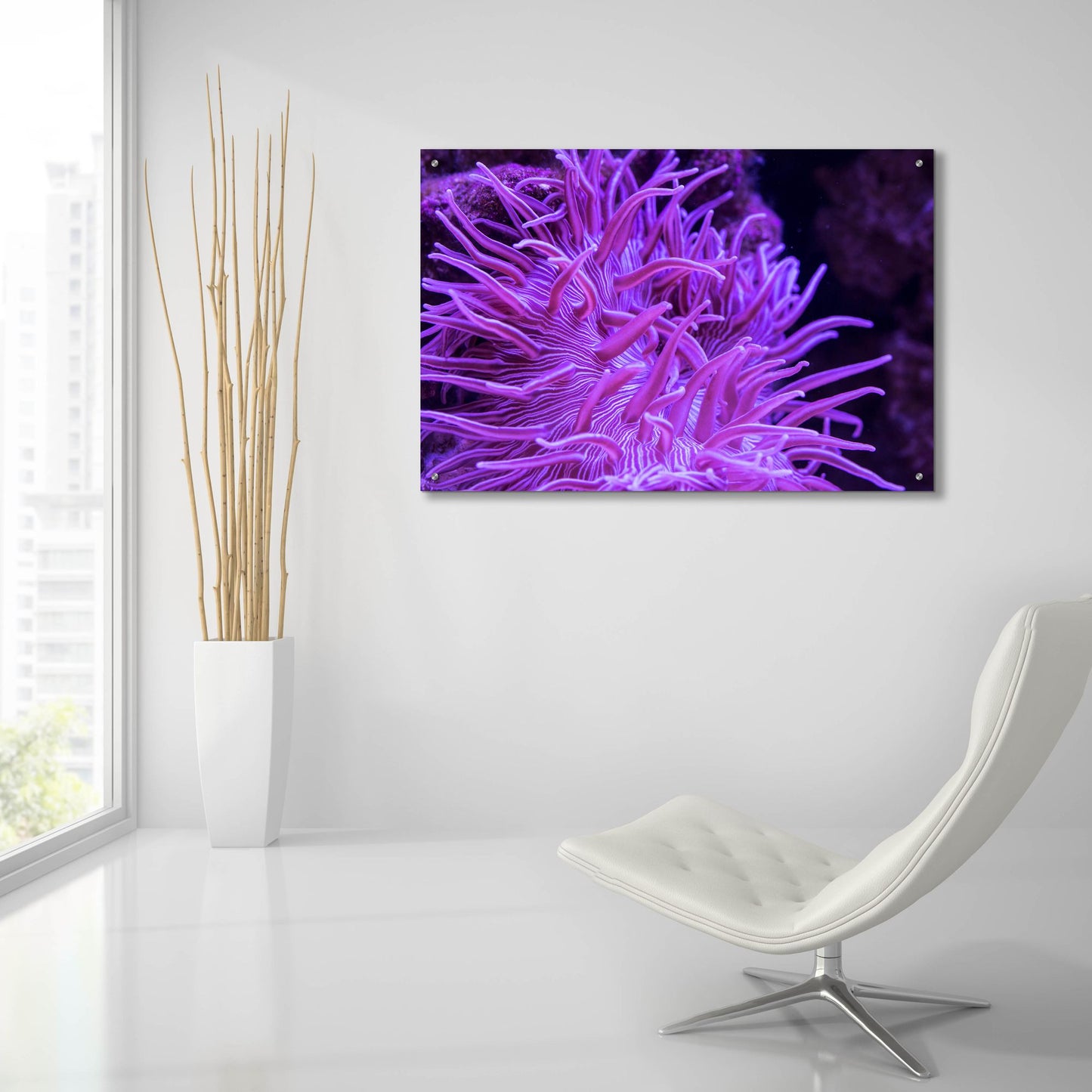 Epic Art 'Striped Long Tentacle Anemone' by Epic Portfolio, Acrylic Glass Wall Art,36x24