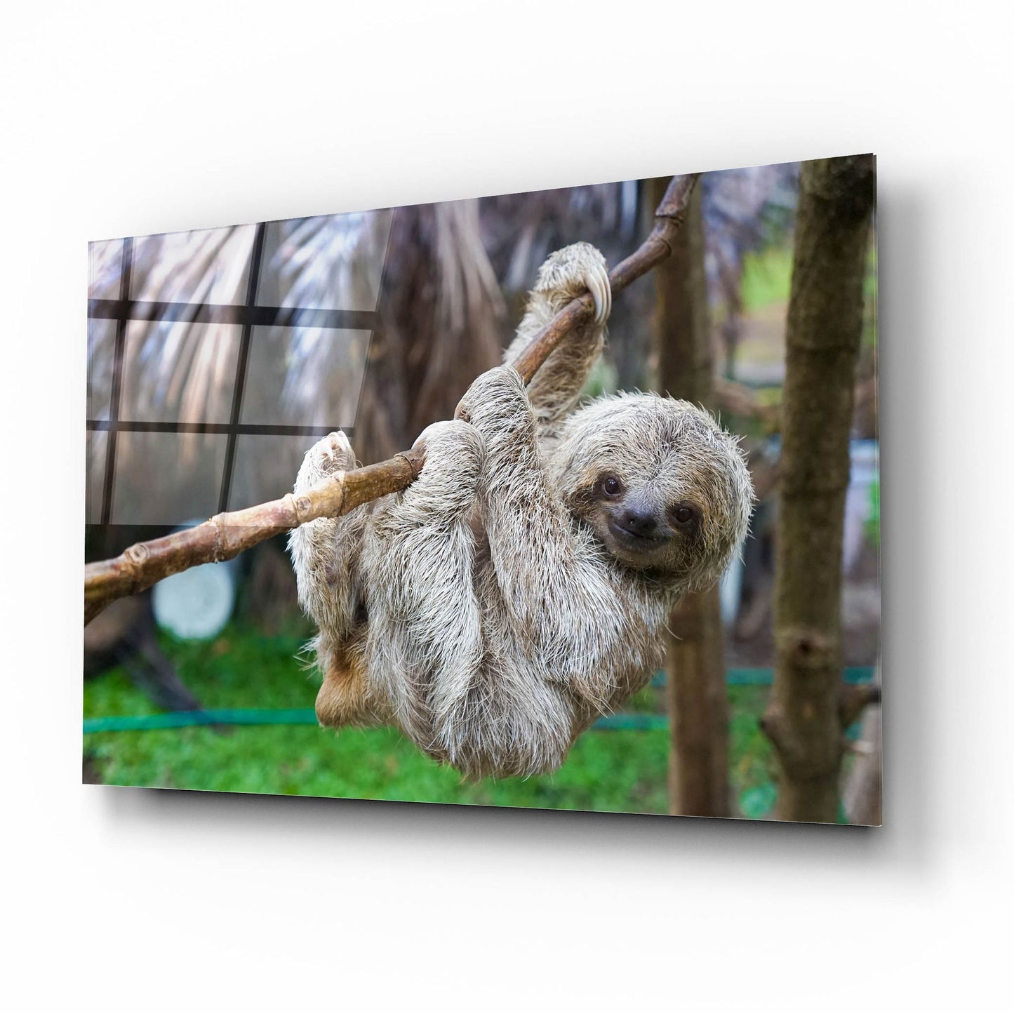 Epic Art 'Baby Sloth' by Epic Portfolio, Acrylic Glass Wall Art,16x12