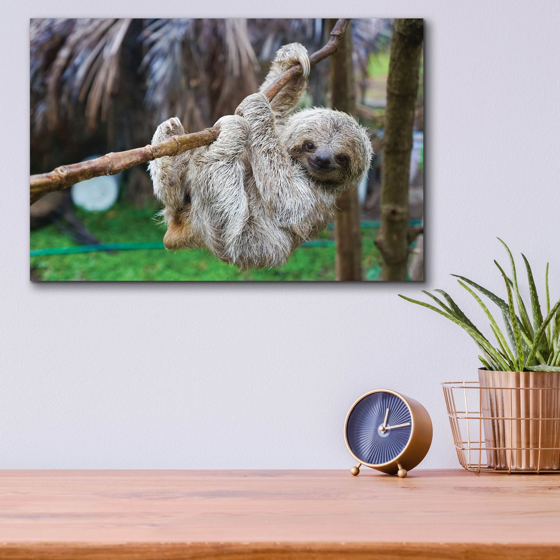 Epic Art 'Baby Sloth' by Epic Portfolio, Acrylic Glass Wall Art,16x12