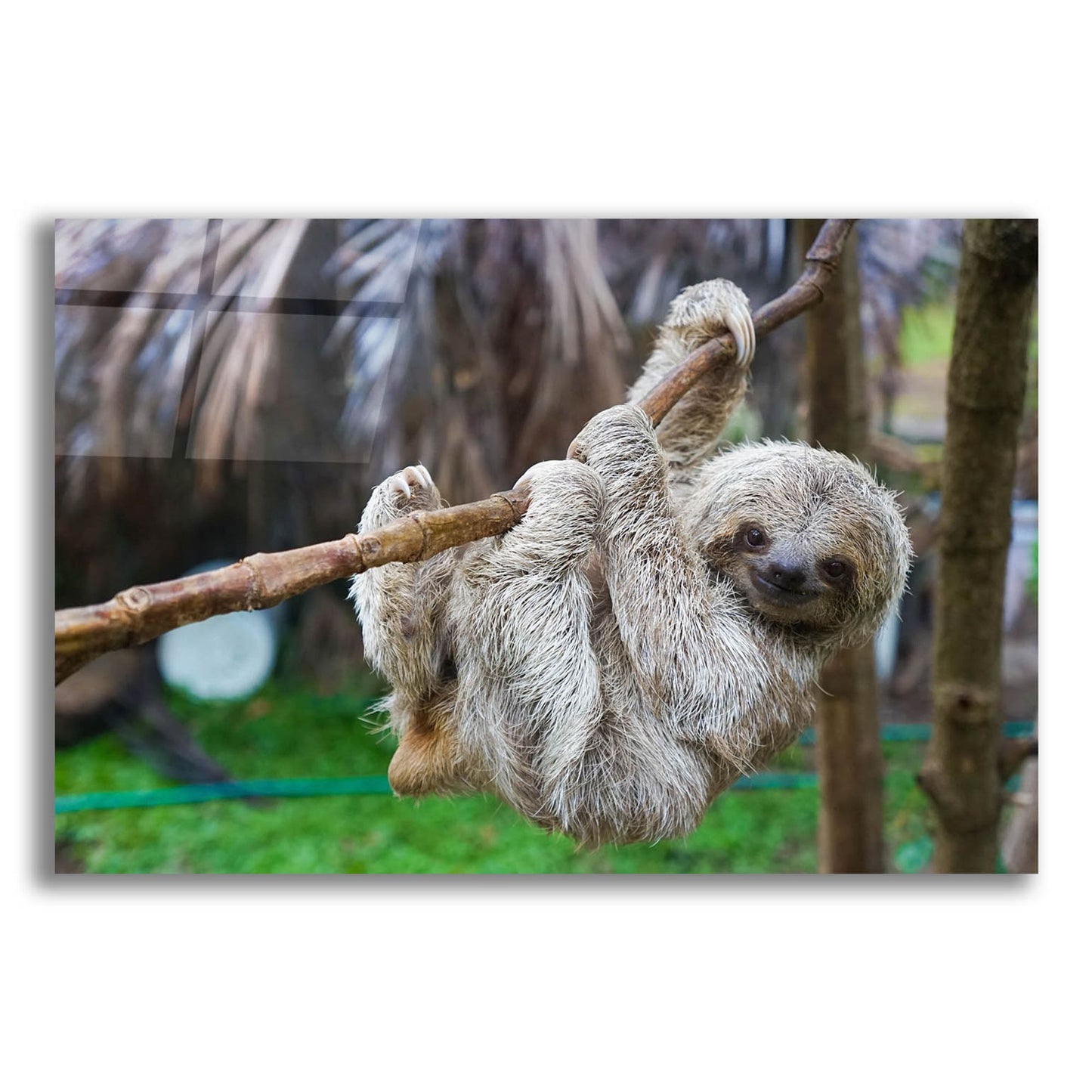 Epic Art 'Baby Sloth' by Epic Portfolio, Acrylic Glass Wall Art,24x16