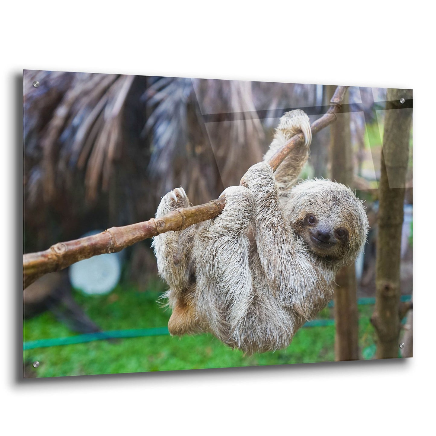 Epic Art 'Baby Sloth' by Epic Portfolio, Acrylic Glass Wall Art,36x24