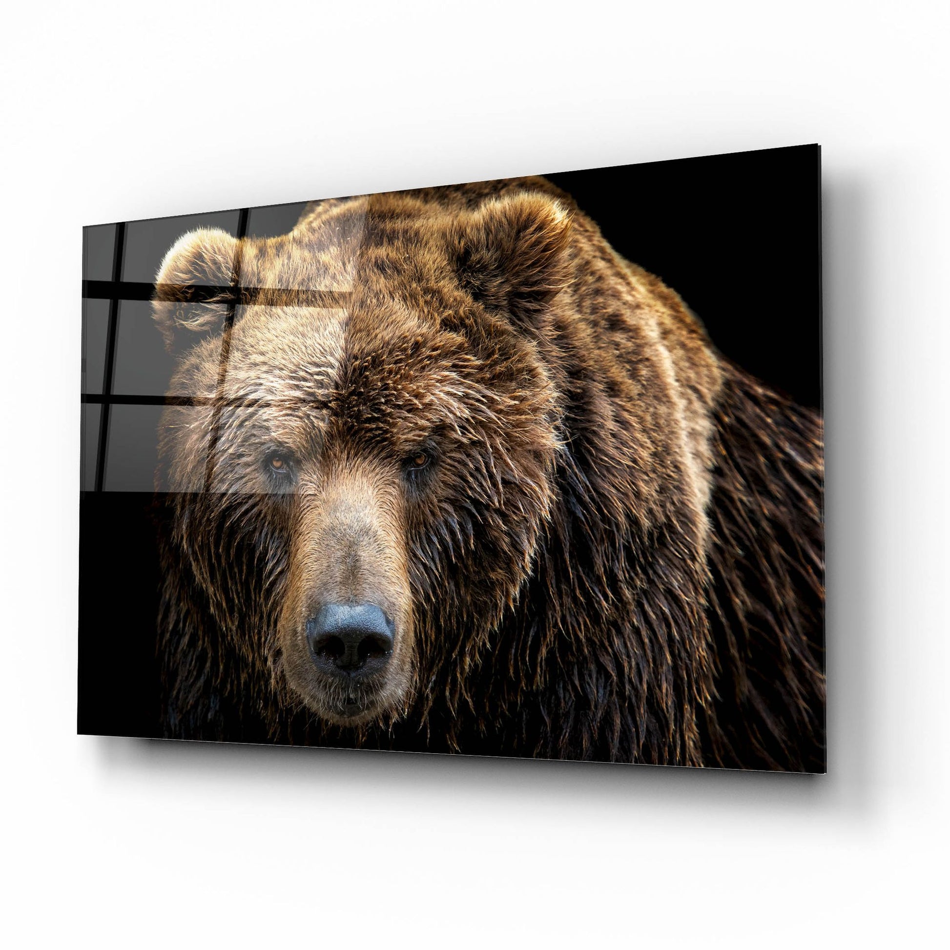 Epic Art 'Brown Bear' by Epic Portfolio, Acrylic Glass Wall Art,16x12