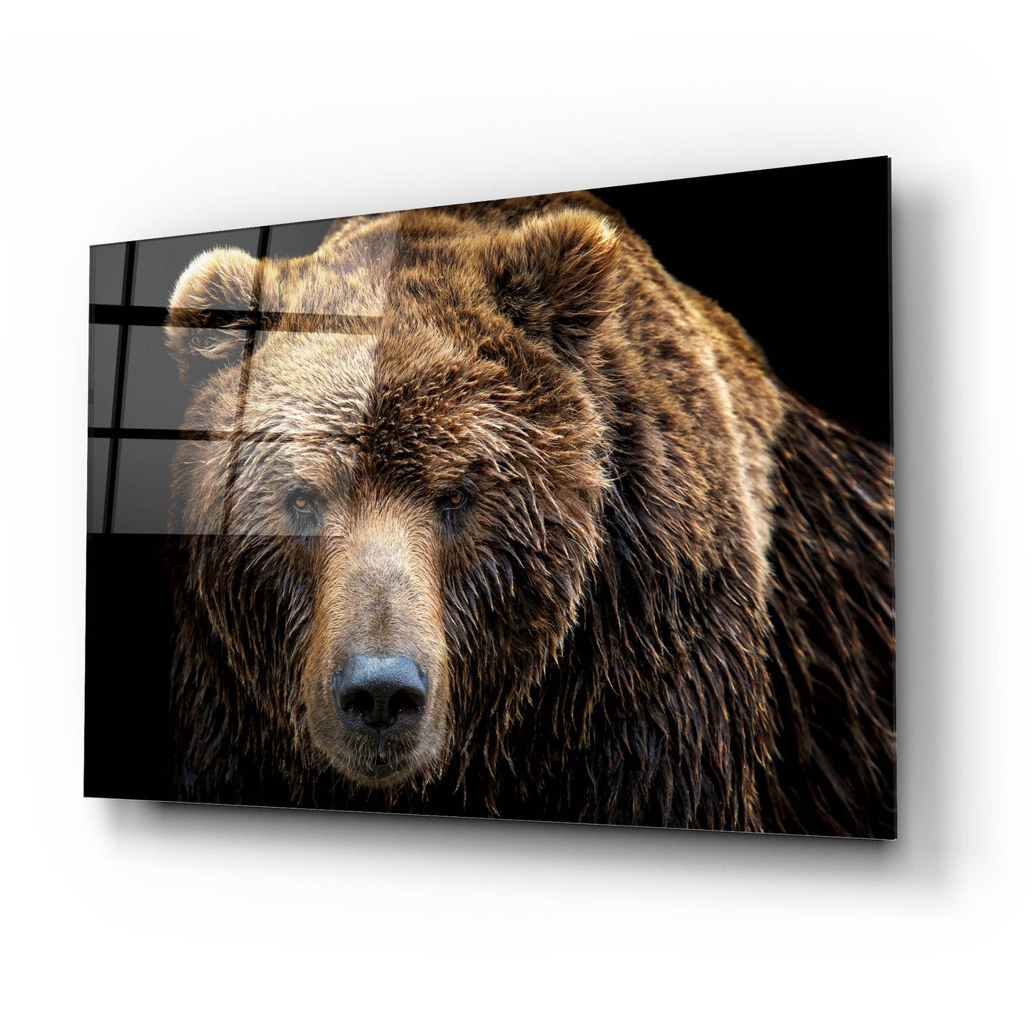 Epic Art 'Brown Bear' by Epic Portfolio, Acrylic Glass Wall Art,24x16