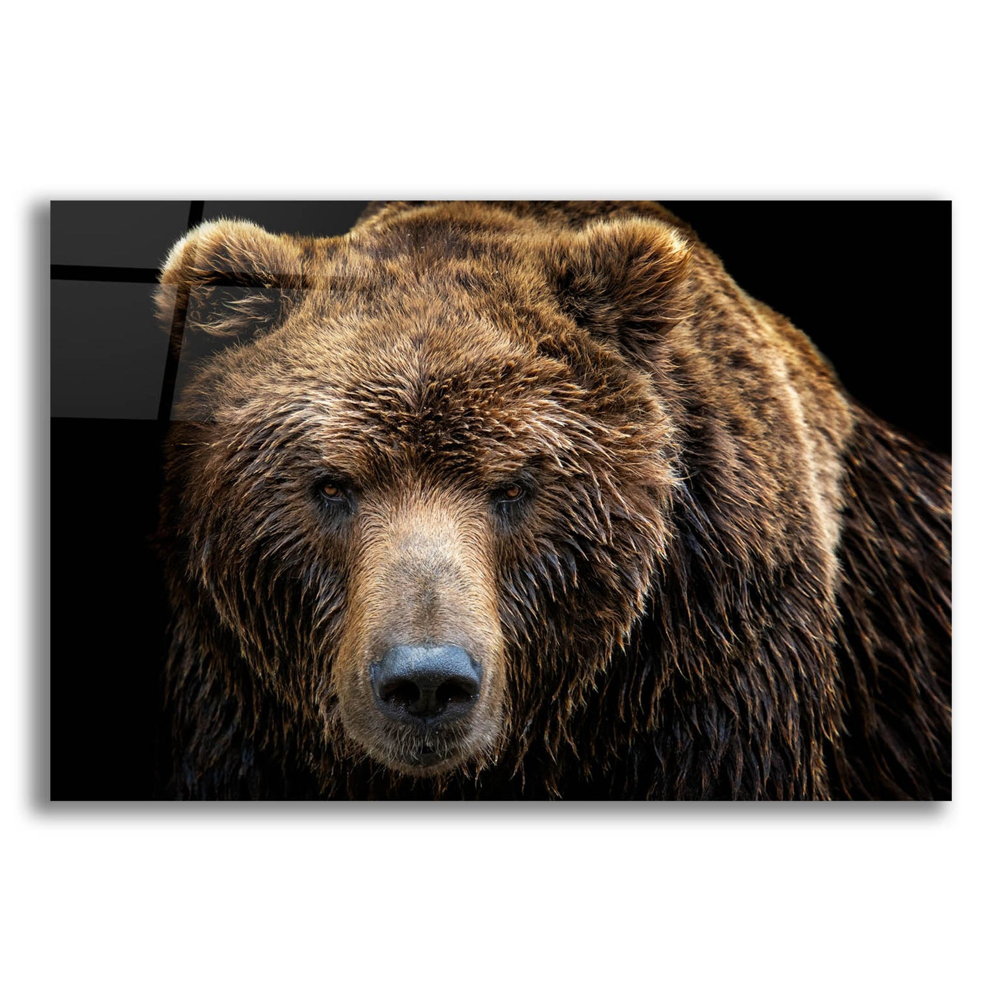 Epic Art 'Brown Bear' by Epic Portfolio, Acrylic Glass Wall Art,24x16