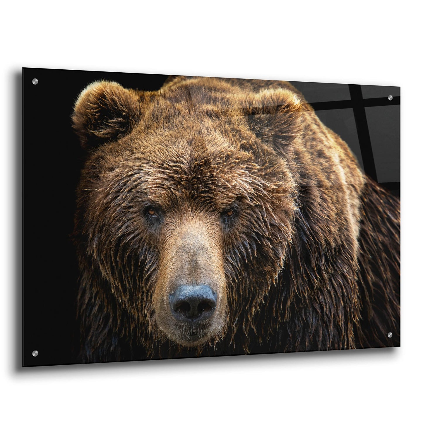 Epic Art 'Brown Bear' by Epic Portfolio, Acrylic Glass Wall Art,36x24