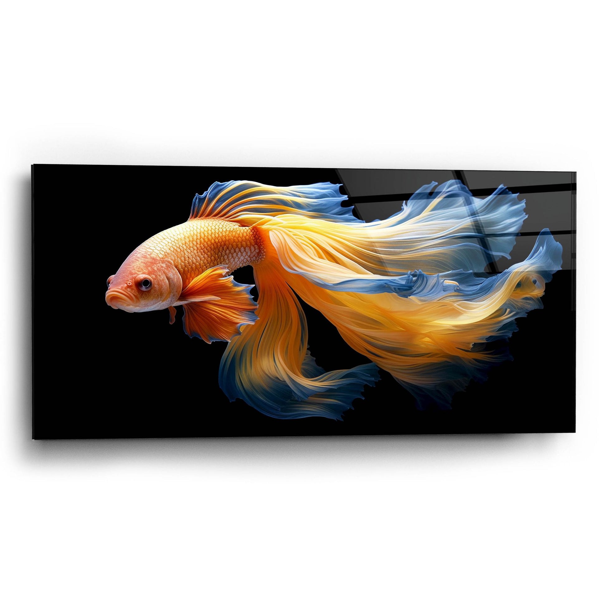 Epic Art 'Fighting Fish Blue and Yellow' by Epic Portfolio, Acrylic Glass Wall Art,24x12