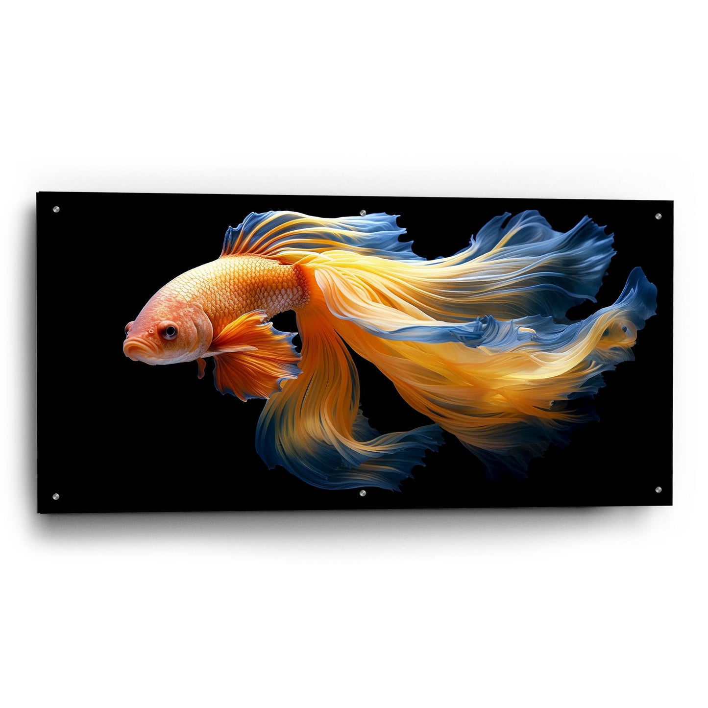 Epic Art 'Fighting Fish Blue and Yellow' by Epic Portfolio, Acrylic Glass Wall Art,48x24