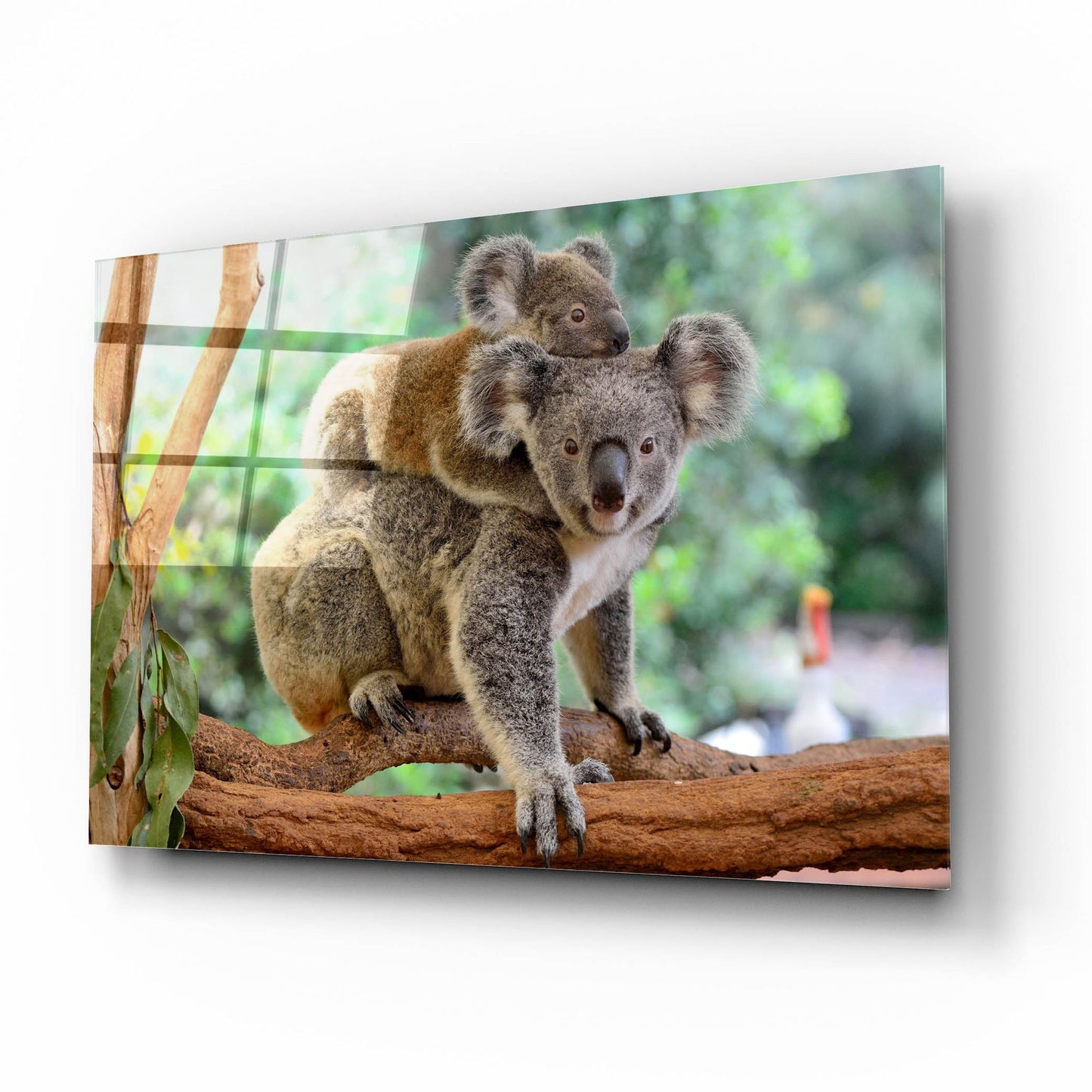 Epic Art 'Koala' by Epic Portfolio, Acrylic Glass Wall Art,16x12