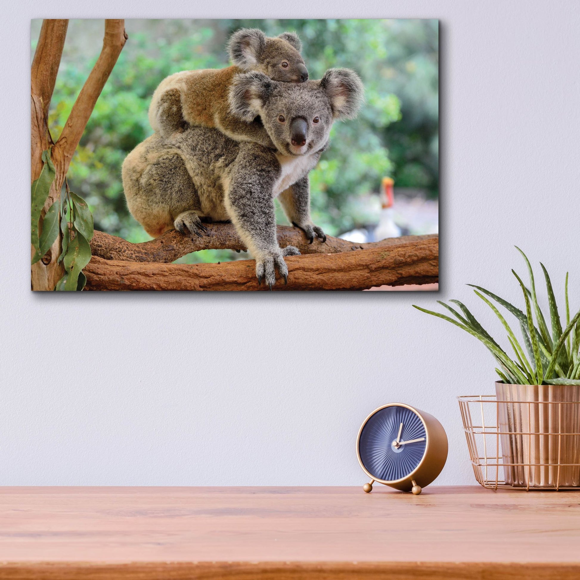 Epic Art 'Koala' by Epic Portfolio, Acrylic Glass Wall Art,16x12