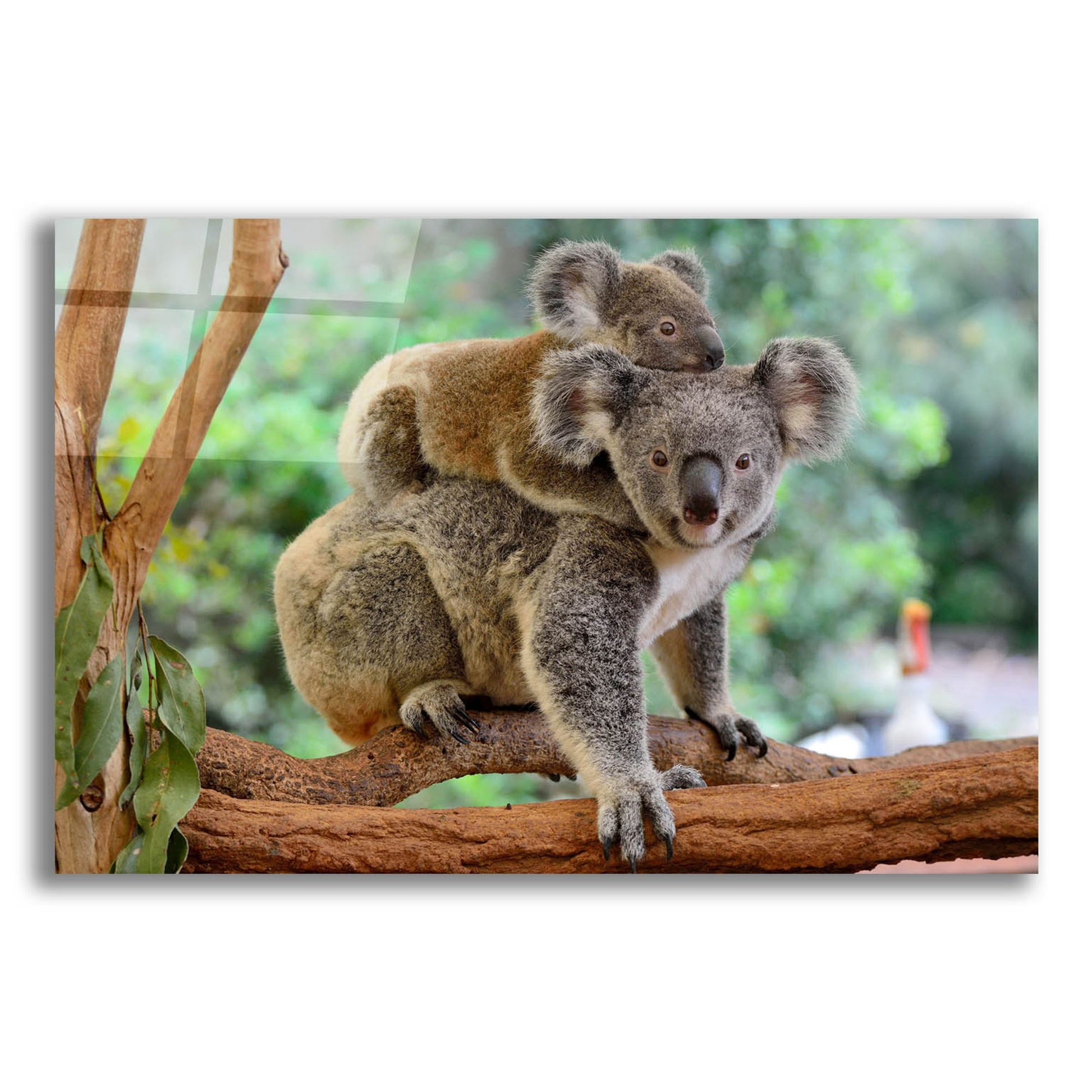 Epic Art 'Koala' by Epic Portfolio, Acrylic Glass Wall Art,24x16