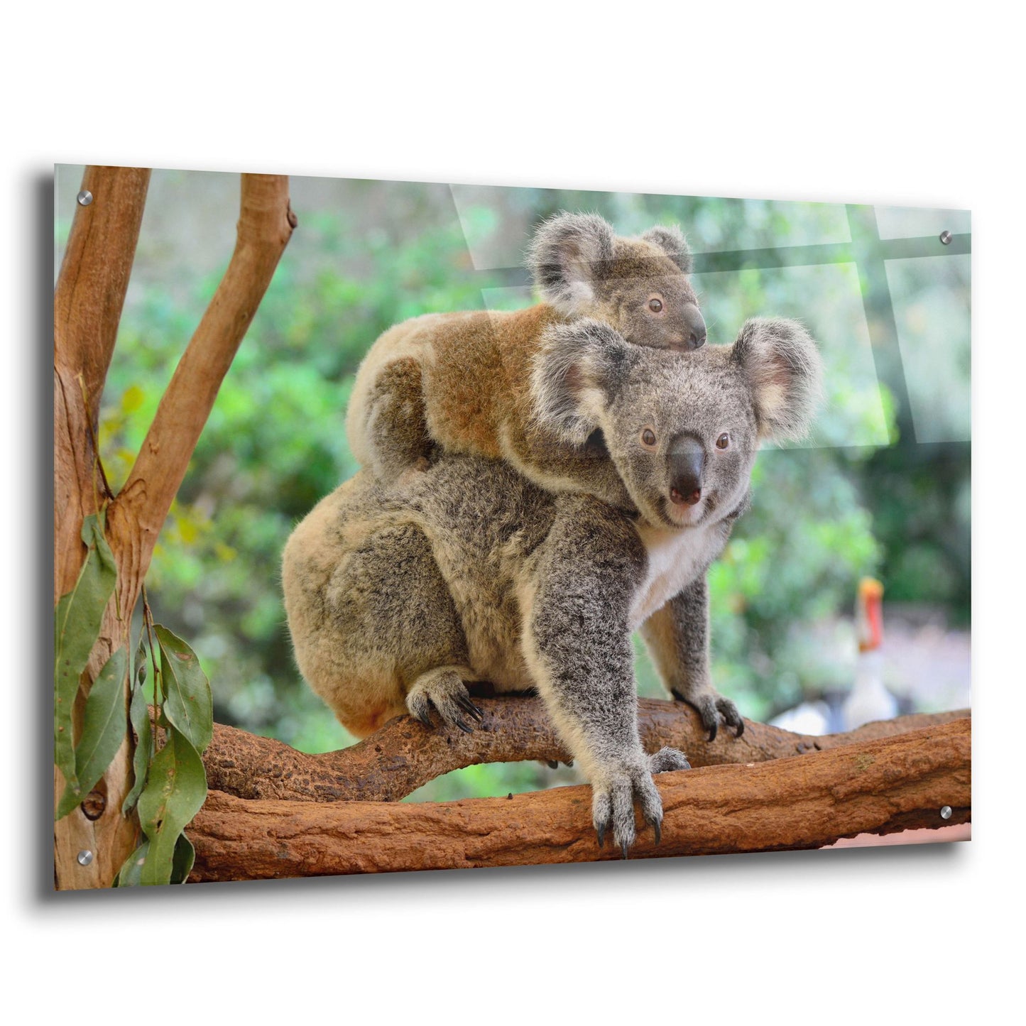 Epic Art 'Koala' by Epic Portfolio, Acrylic Glass Wall Art,36x24